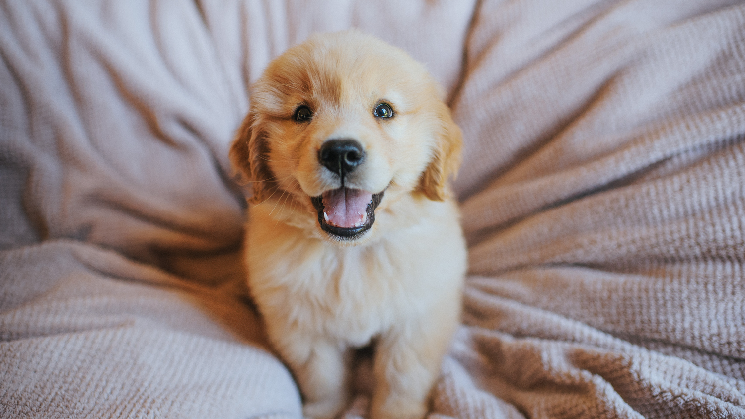 cute puppy sitting on bed with tongue out