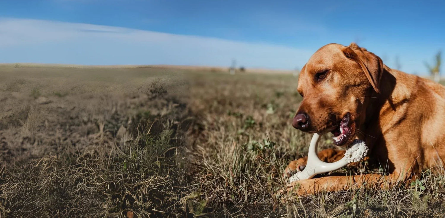 The Most Natural Long Lasting Chew Toys for Dogs