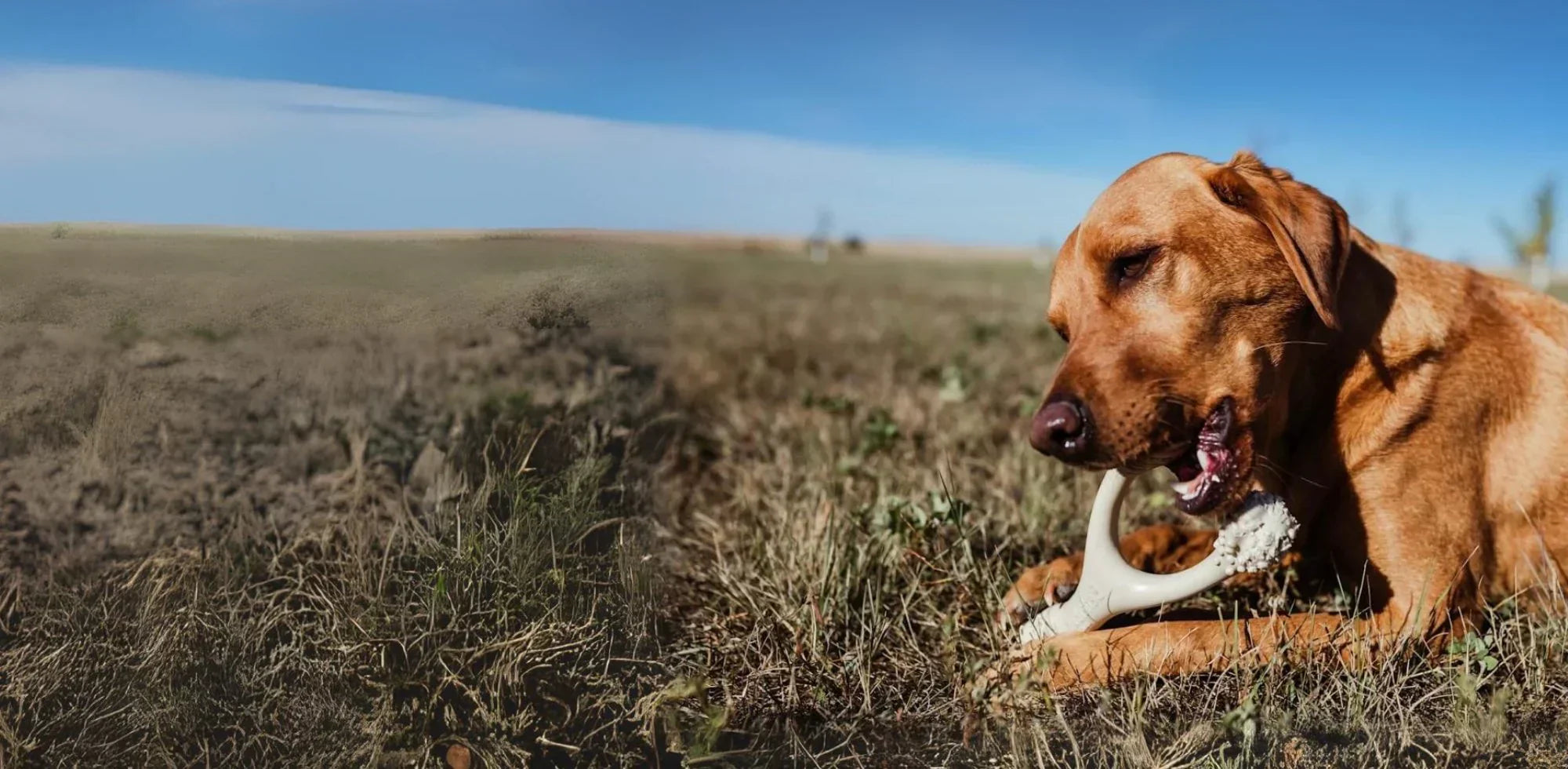 The Most Natural Long Lasting Chew Toys for Dogs