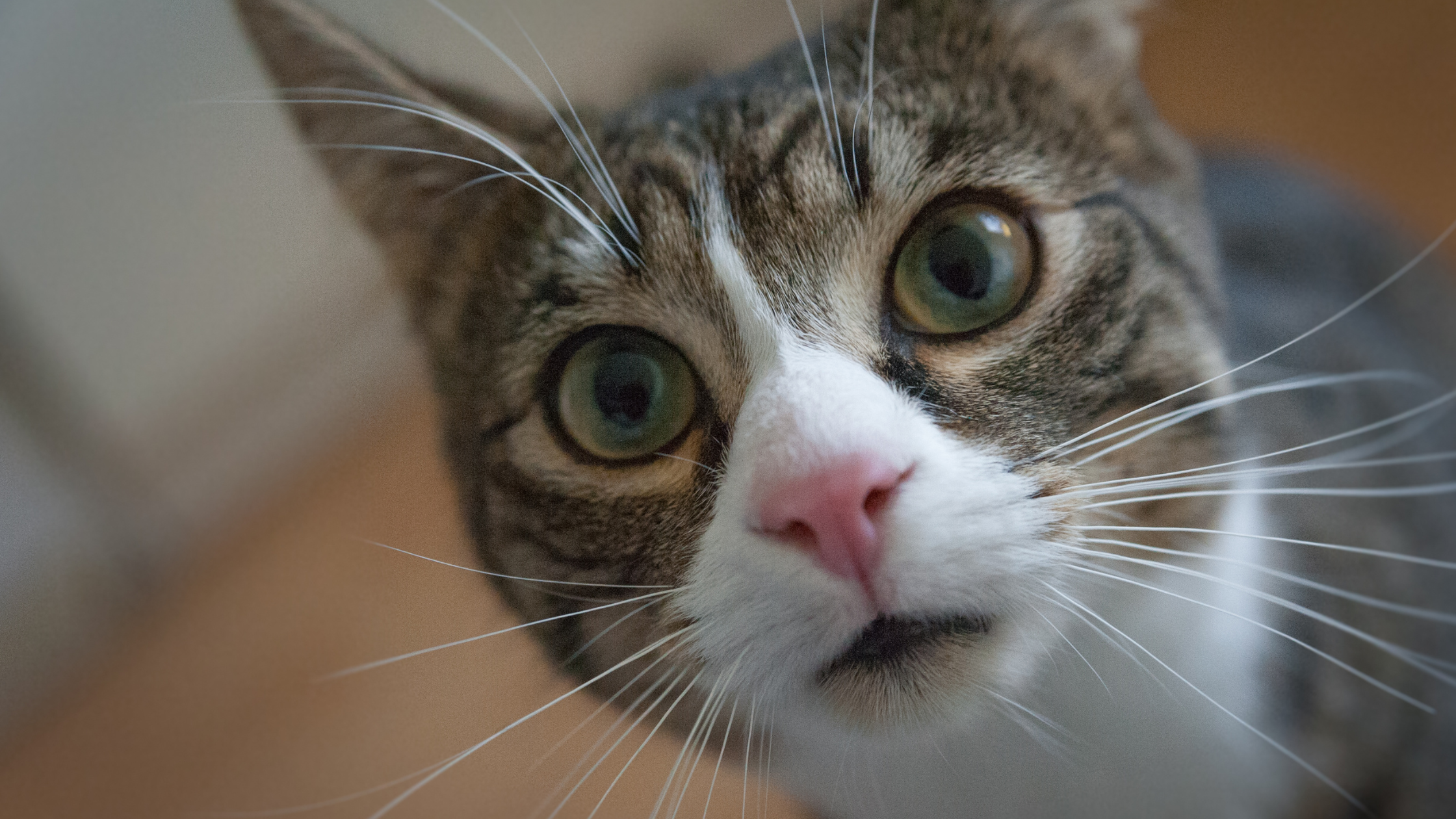 anxious cat looking at camera