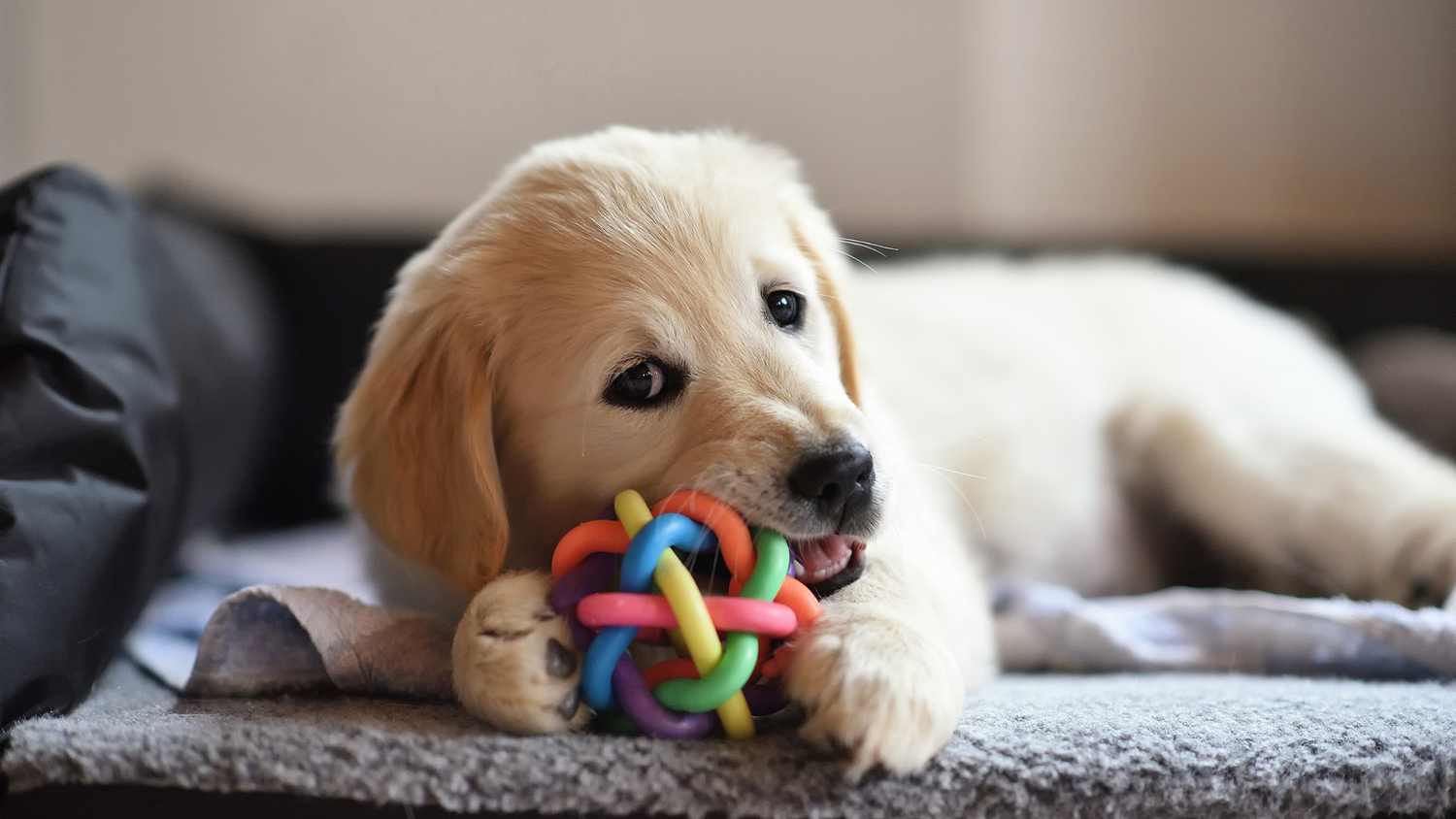 Puppy chewing on colorful nylon, rubber dog toy