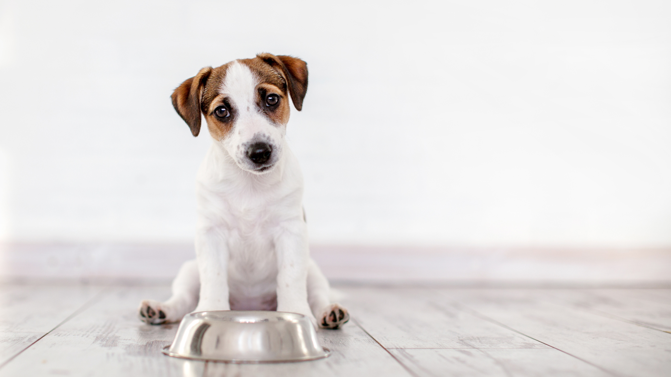 Ceramic vs. Stainless Steel for Dogs: Cute dog sitting by stainless steel dog bowl