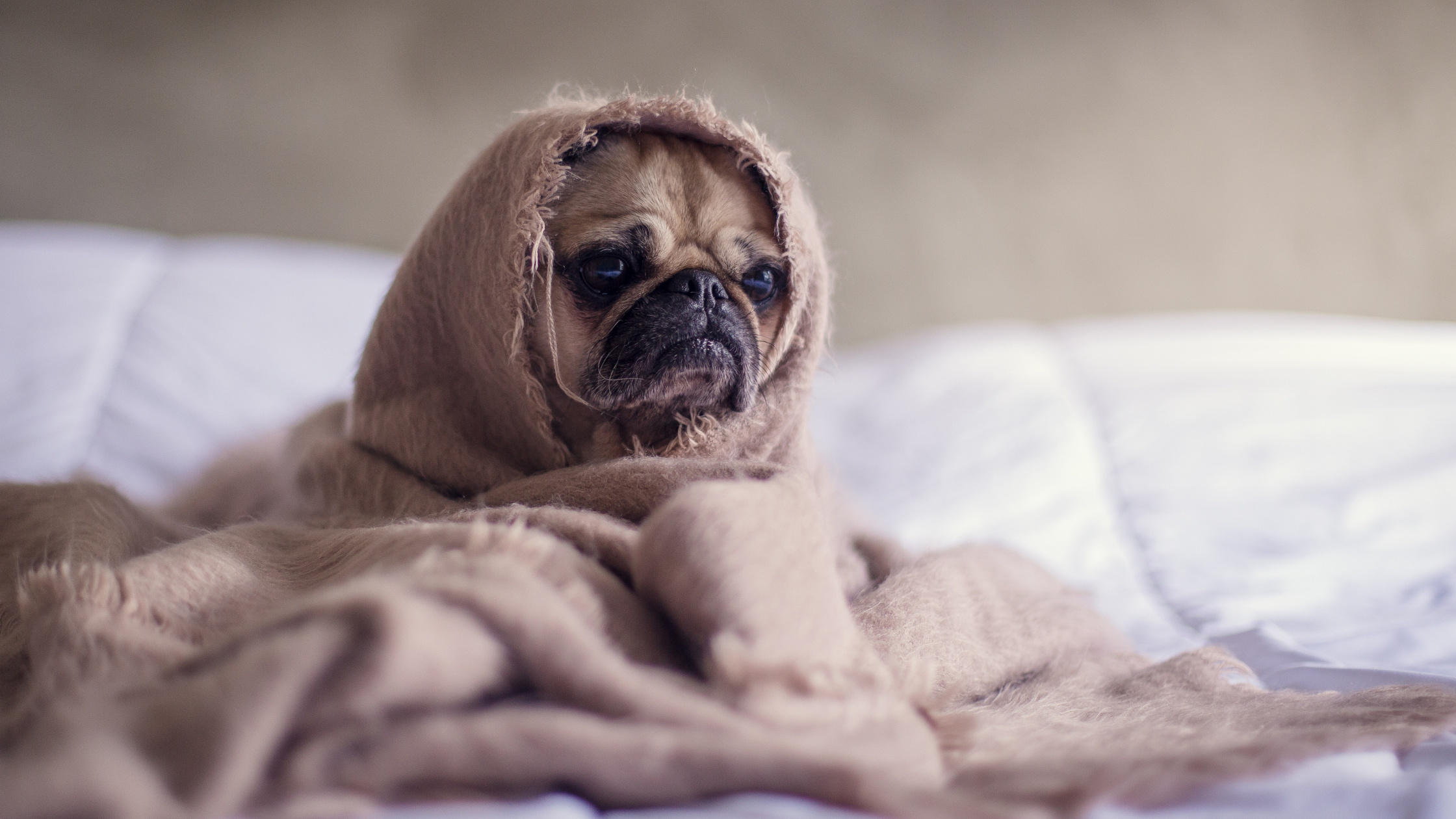 pug wrapped up in blanket - non-toxic dog bed