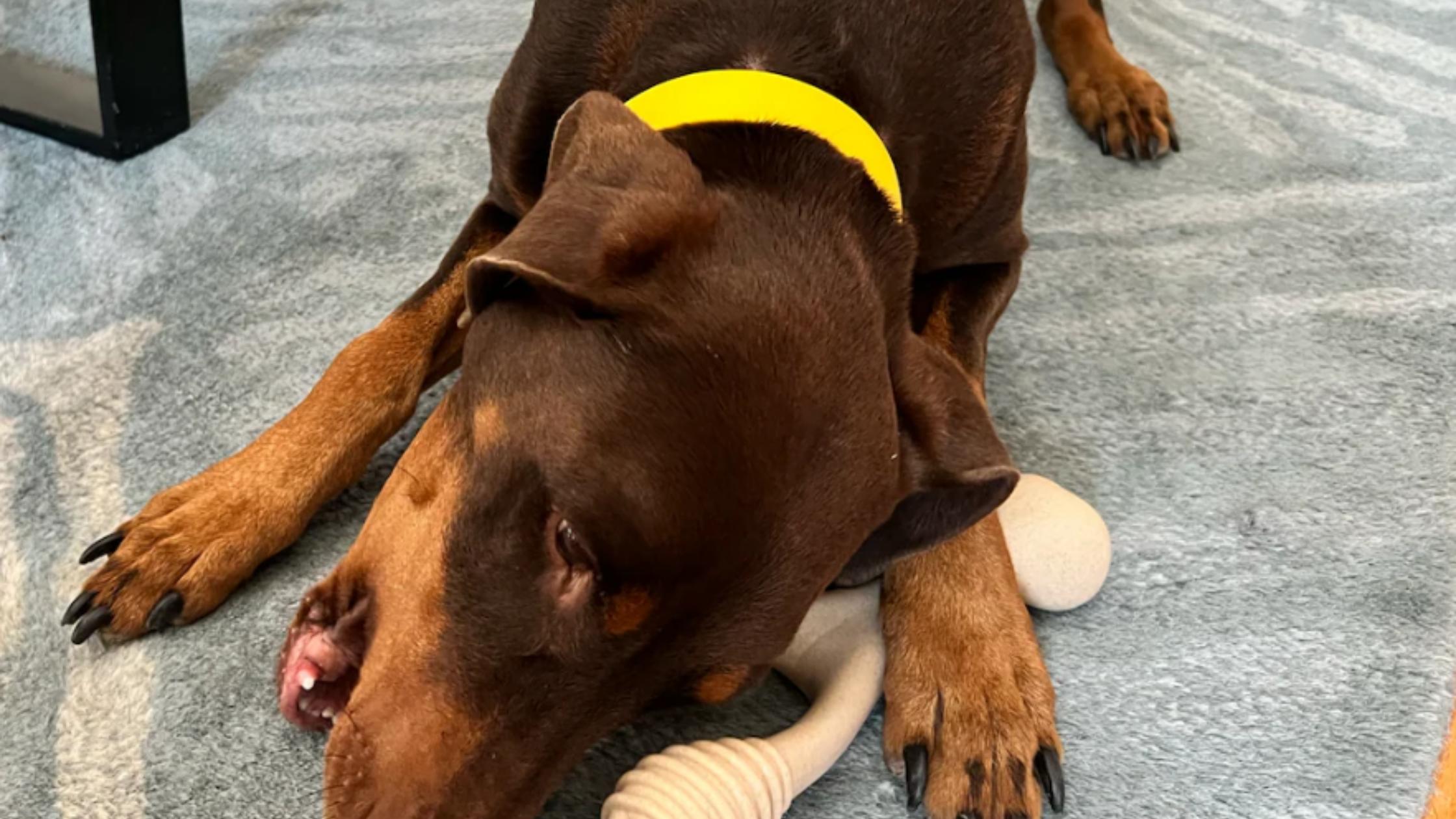 Cute dog chewing on Better Bone Chew Toy