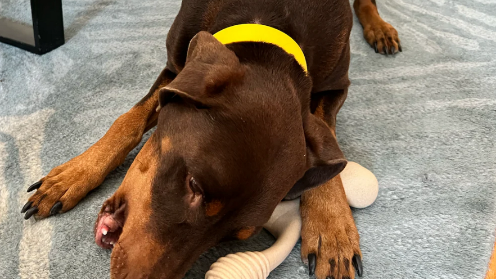 Cute dog chewing on Better Bone Chew Toy