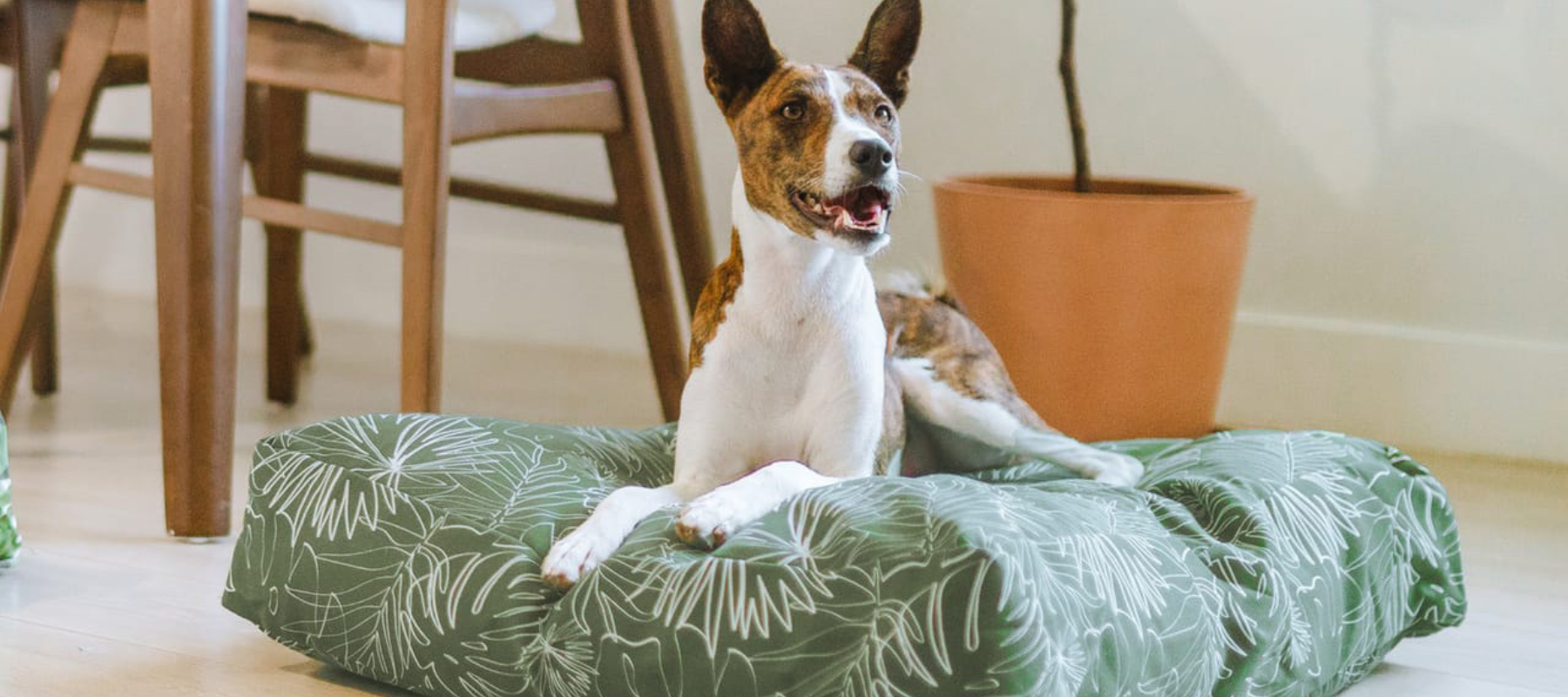 Eco-Friendly Dog Bed - Dog Sitting on Molly Mutt Stuffed Bed
