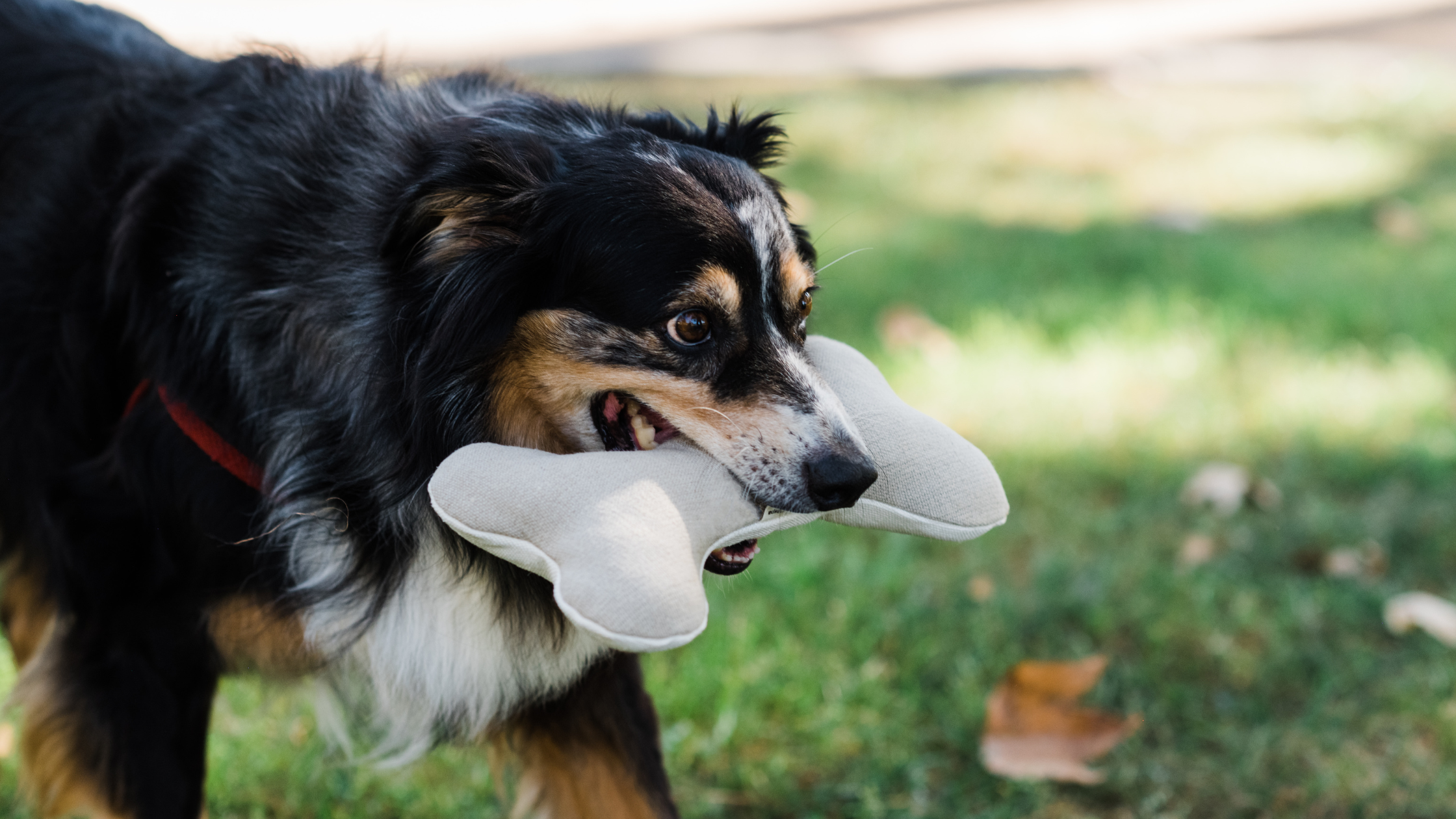 Hemp Dog Toys The Eco Friendly Choice Your DPup Will Love