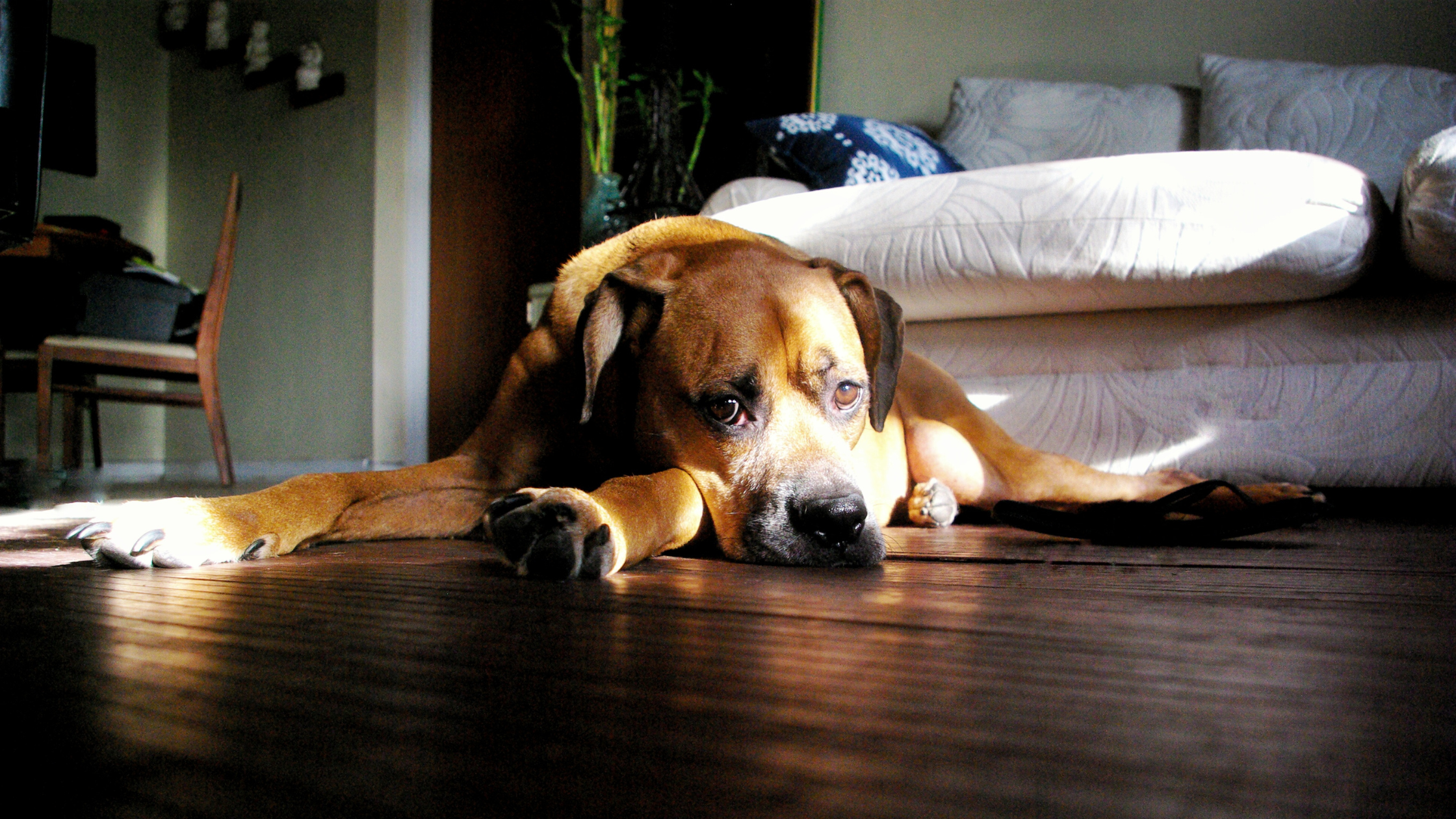 sad dog lying in patch of sunlight on floor