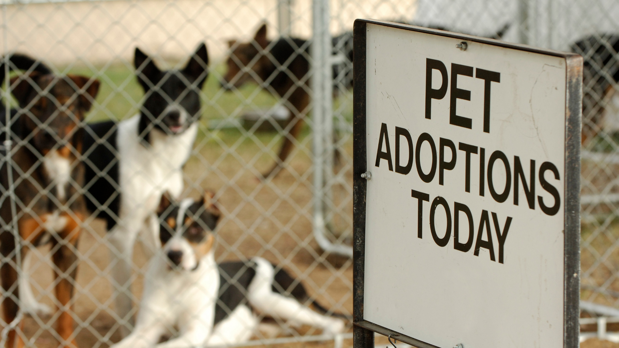 dogs up for adoption behind fence with a sign that says 'pet adoptions today'