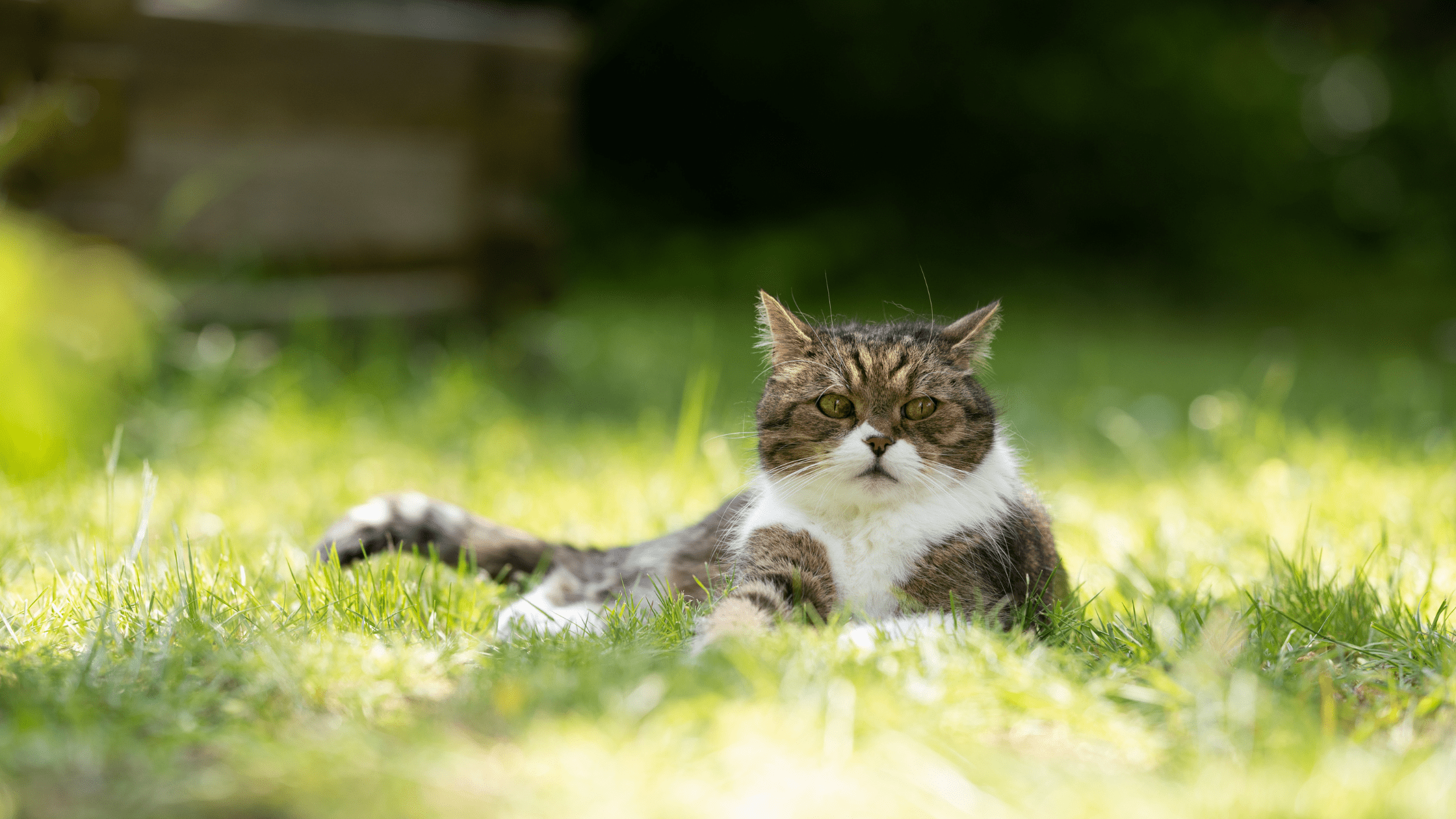 cat relaxing in the grass