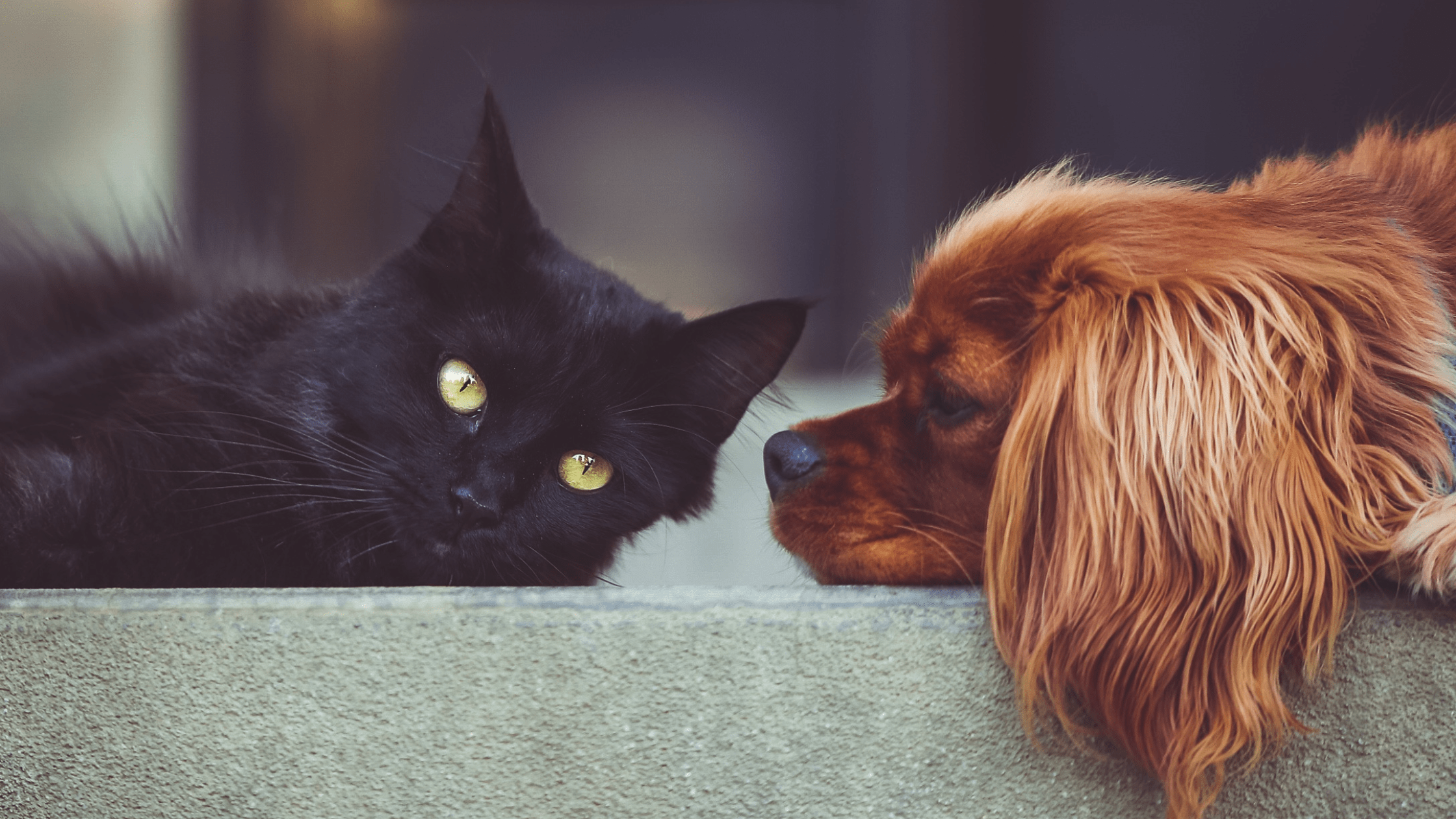 brown/red dog and black cat lying on couch with faces almost touching