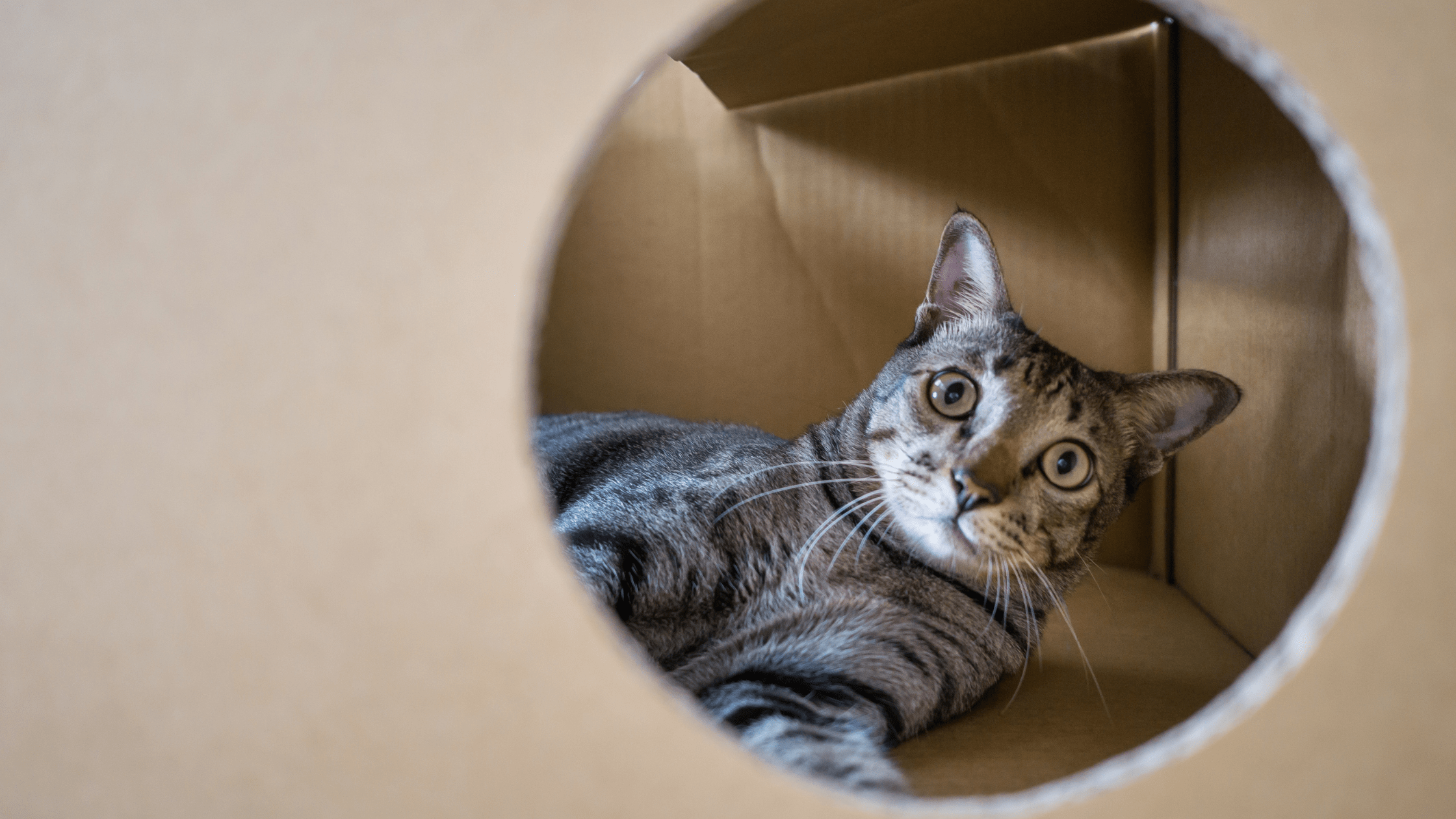 Tabby cat sitting in cardboard house with circle window