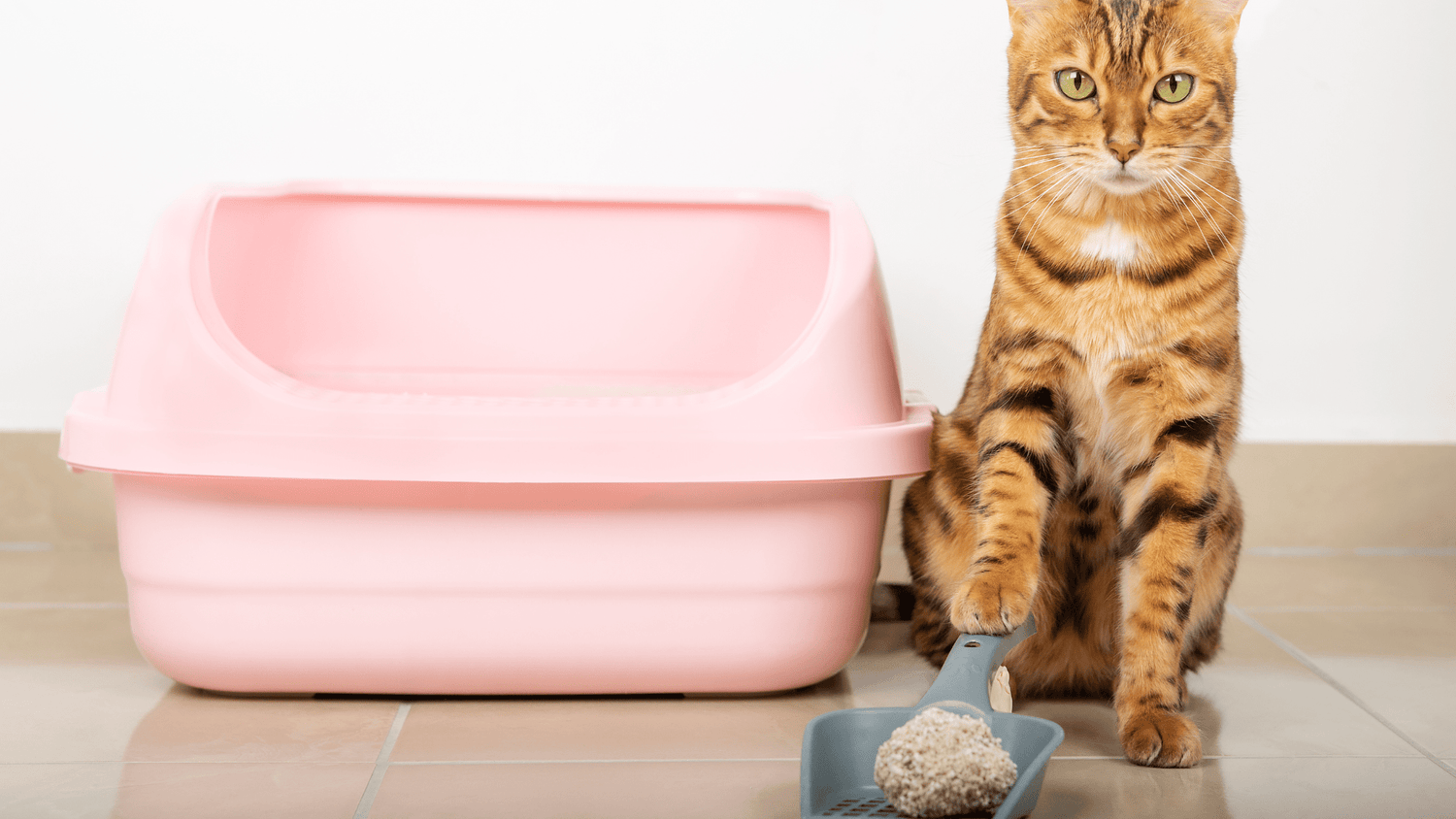 Tabby cat sitting in front of pink litter box