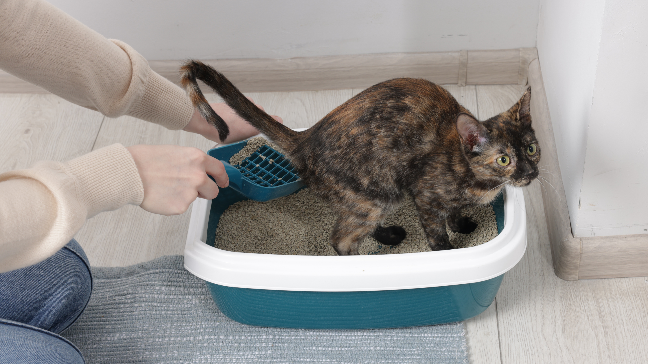 calico cat using the litter box in a tiled bathroom