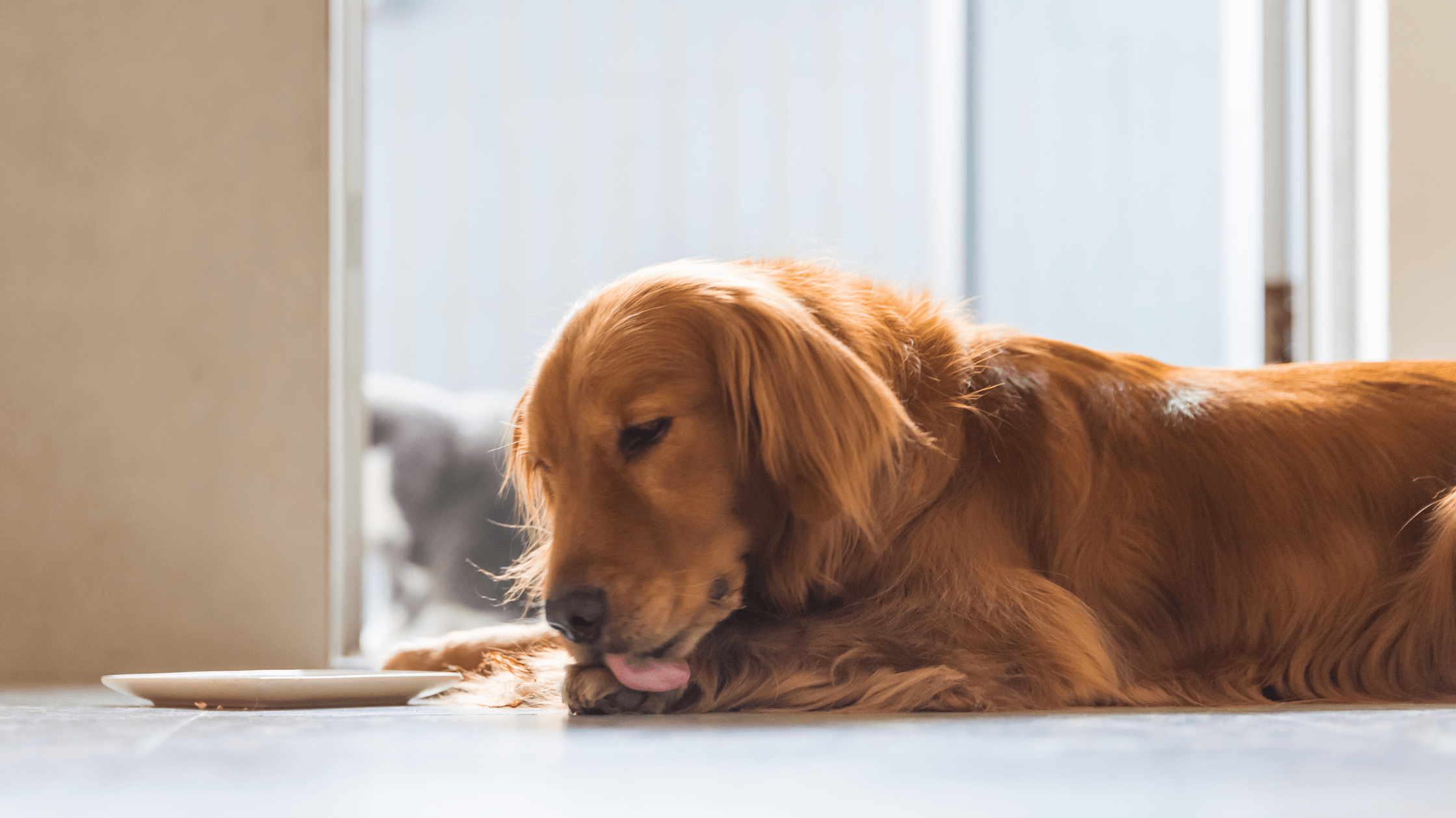 Brown golden retriever lying on ground licking itself