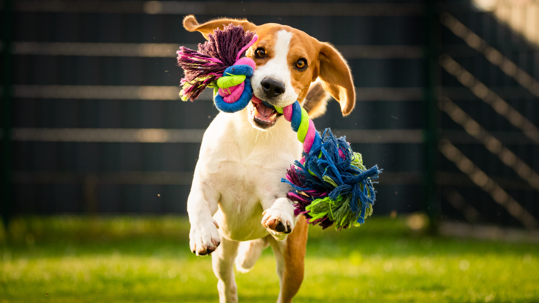 dog running with chew toy in mouth