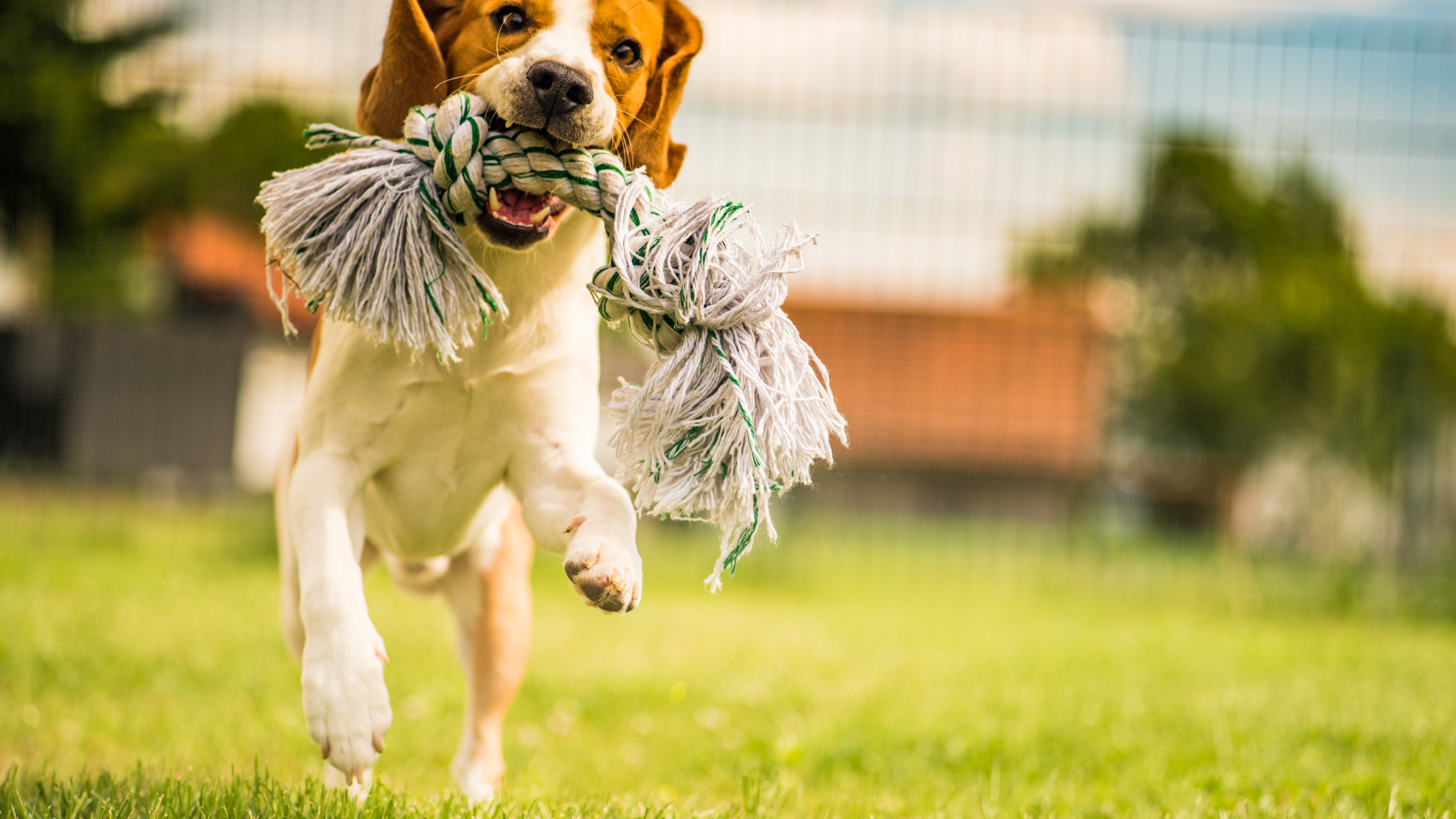 pup running with cotton dog toy in it's mouth.