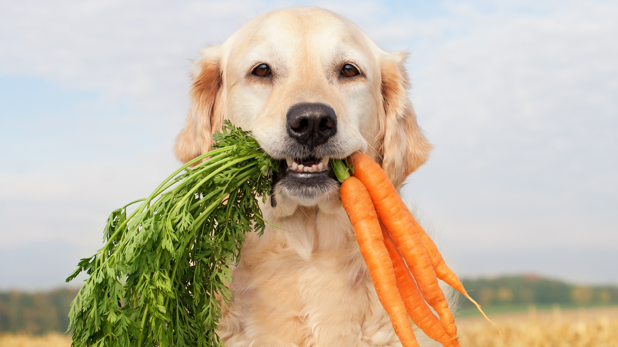 golden retriever holding carrots in mouth