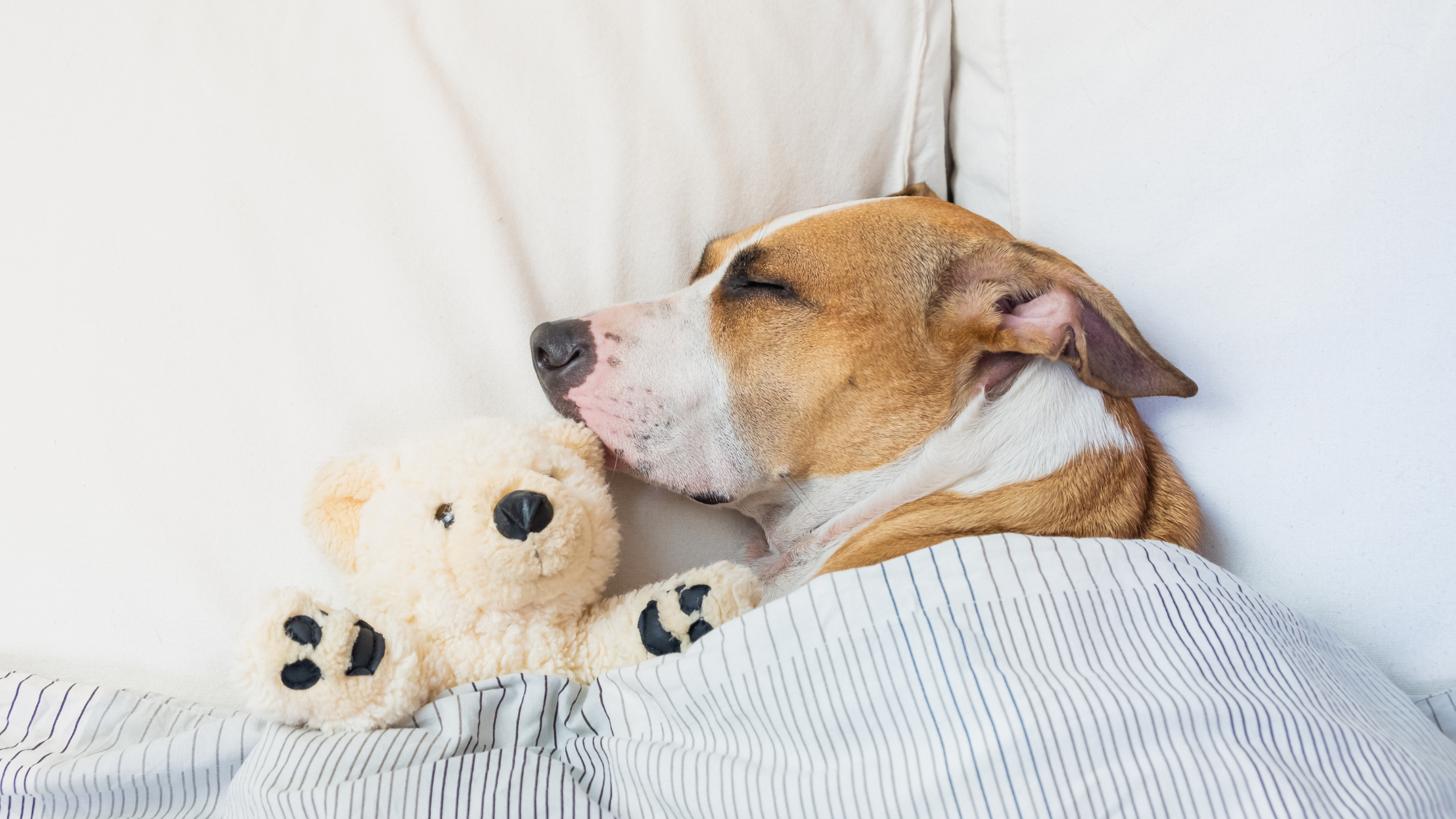 Dog sleeping peacefully in bed with his teddy