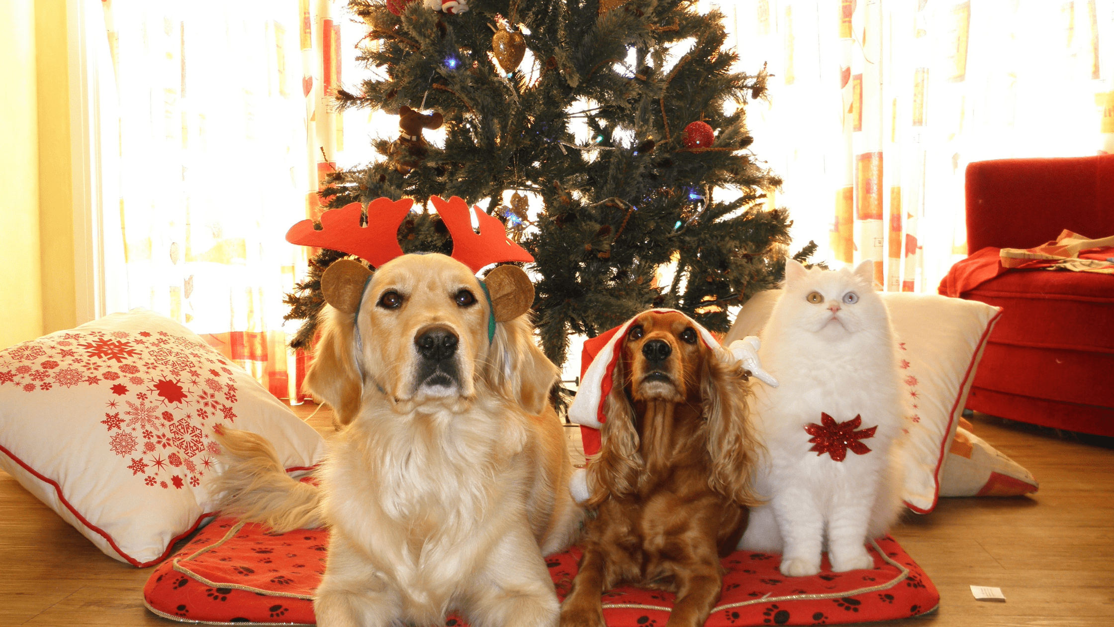 two dogs ad a cat wearing Christmas decorations