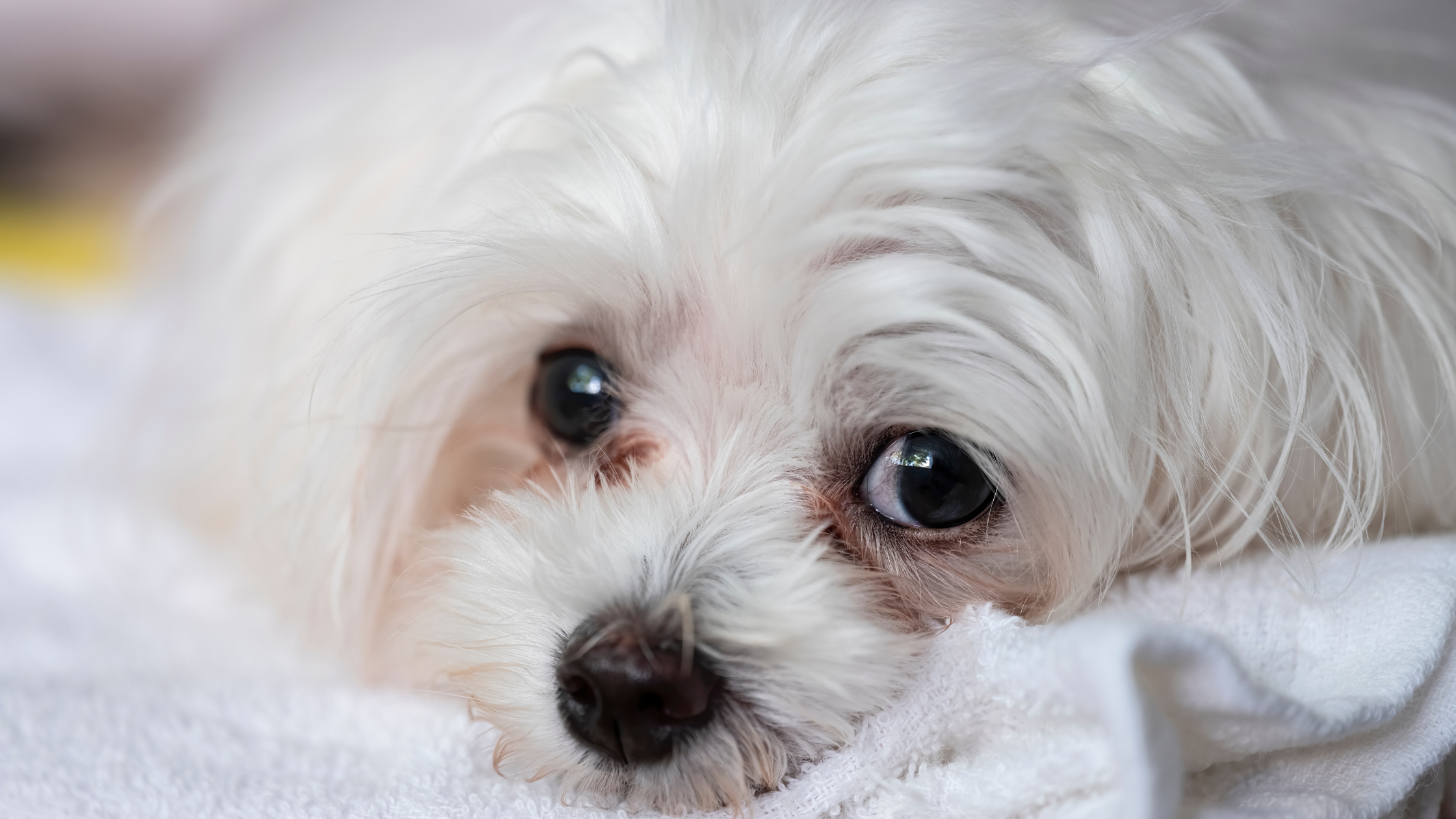 maltese dog with tear stains under eyes