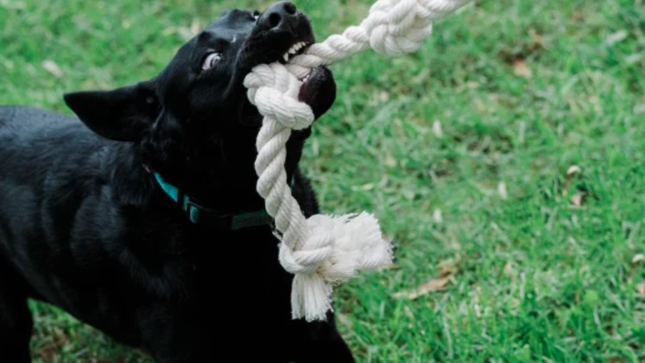 Dog Playing with 100% Organic Cotton Rope Eco-Friendly Dog Toy