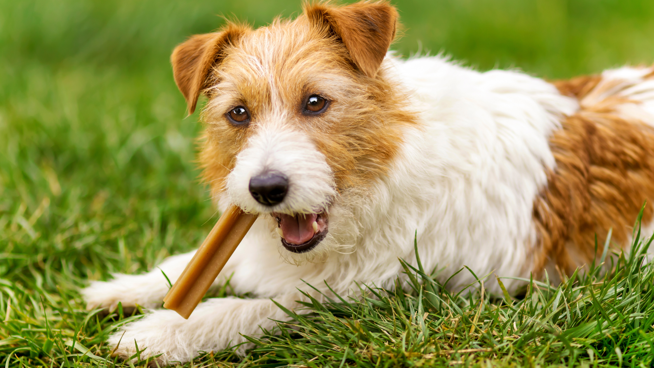tan and white dog laying on grass and chewing on a dog chew