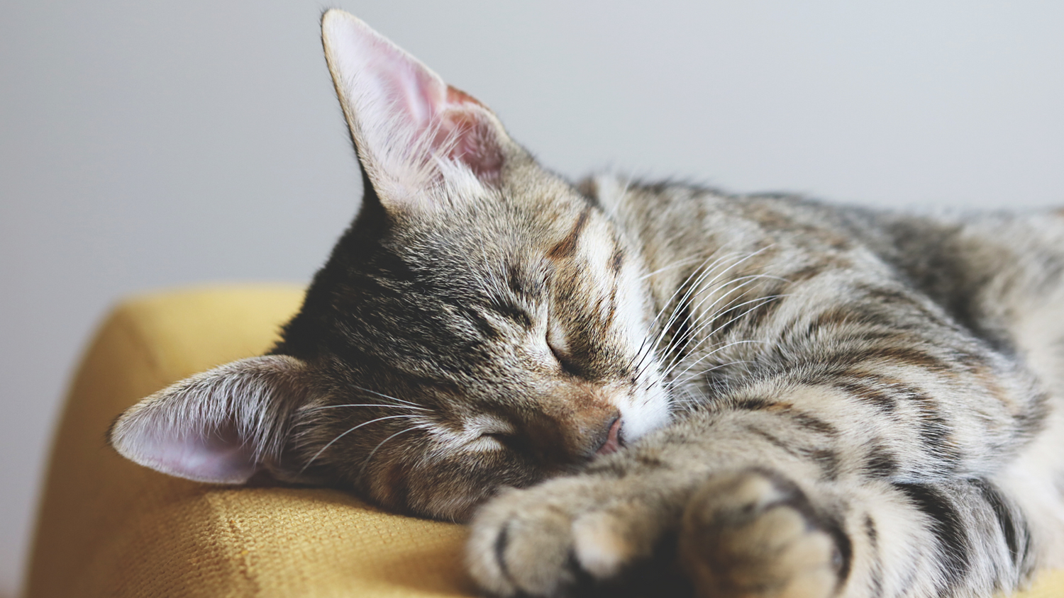 cat sleeping on a sofa