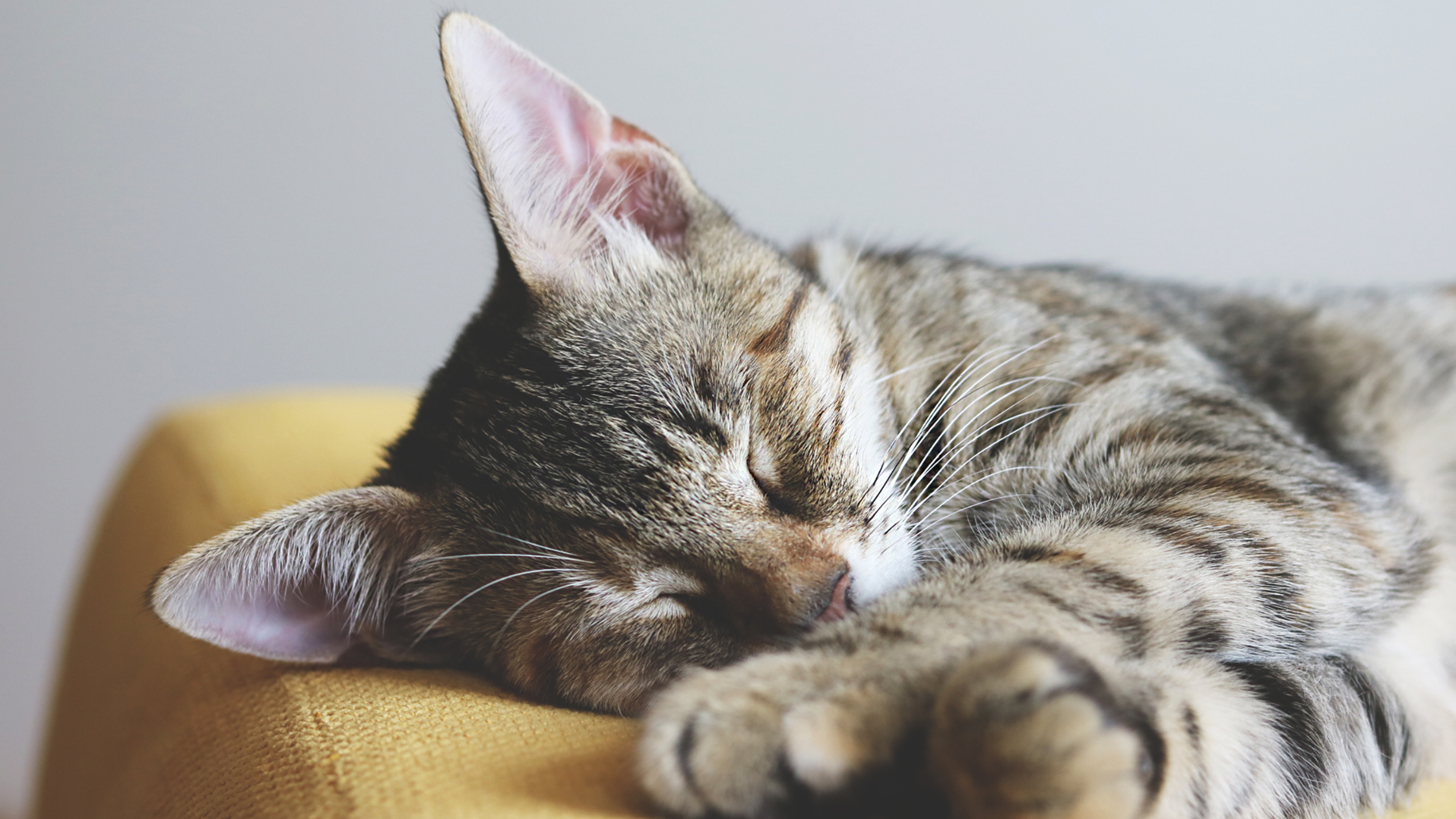 cat sleeping on a sofa