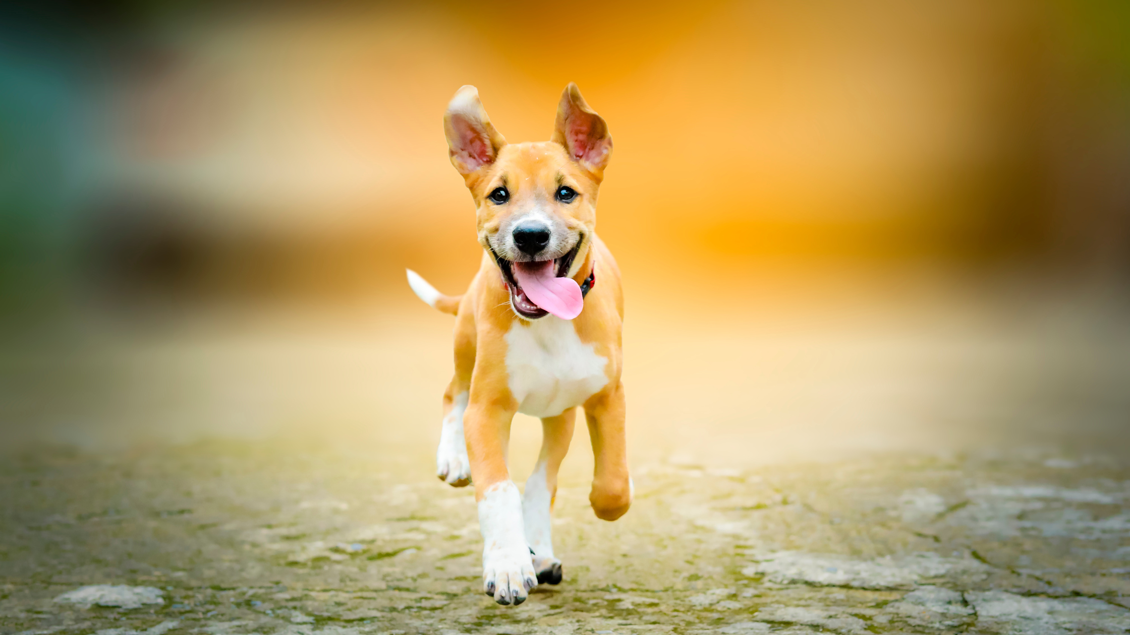 Happy Dog Running In Nature