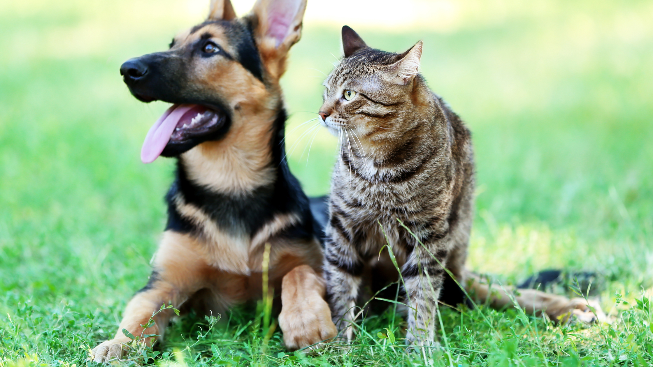 puppy and cat laying together in the grass.