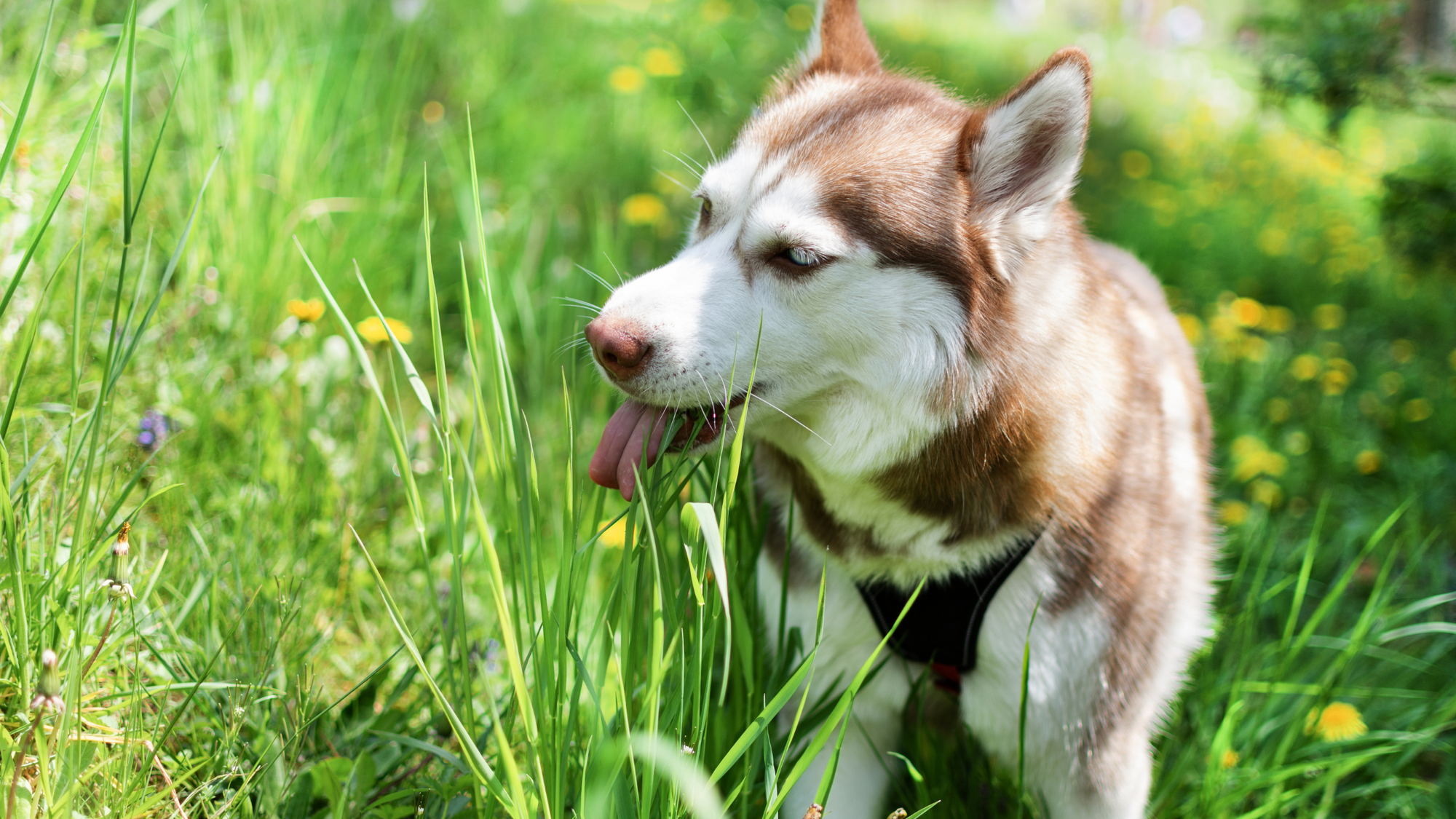 Husky dog licking grass in a field of grass