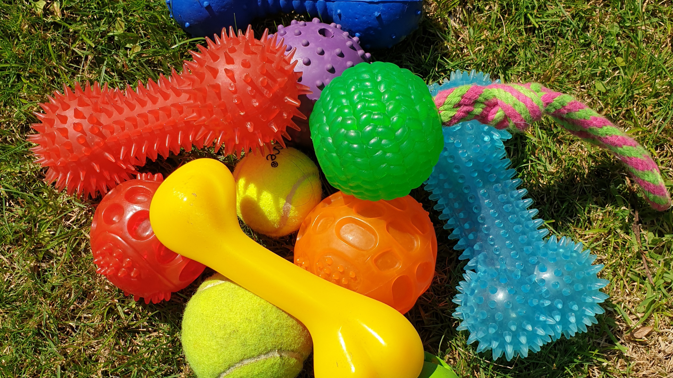 Nylon Dog Toys Are Harmful For Your Pup