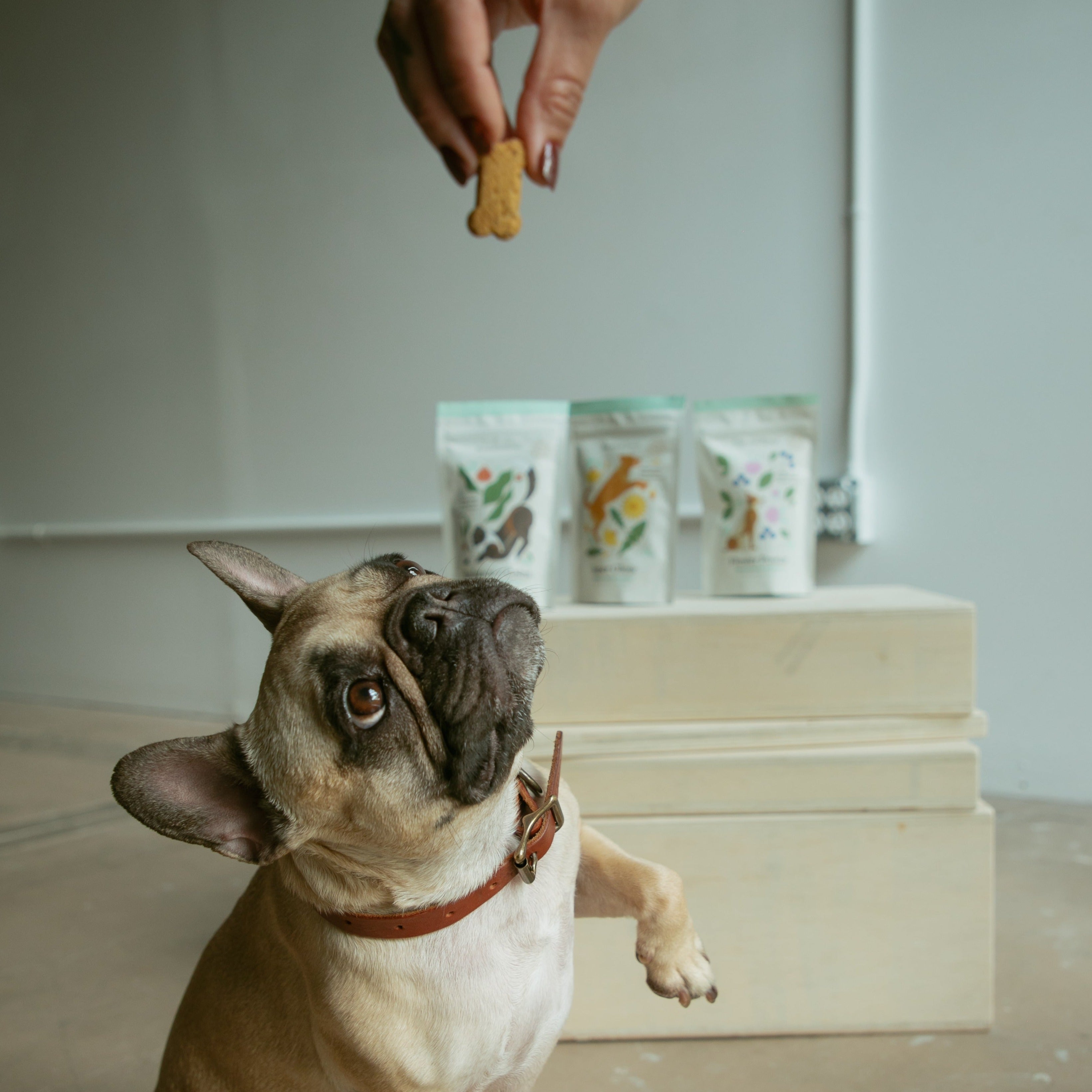 Dog eagerly waiting for a dog treat without meat in Botanical Bones pet food packaging.