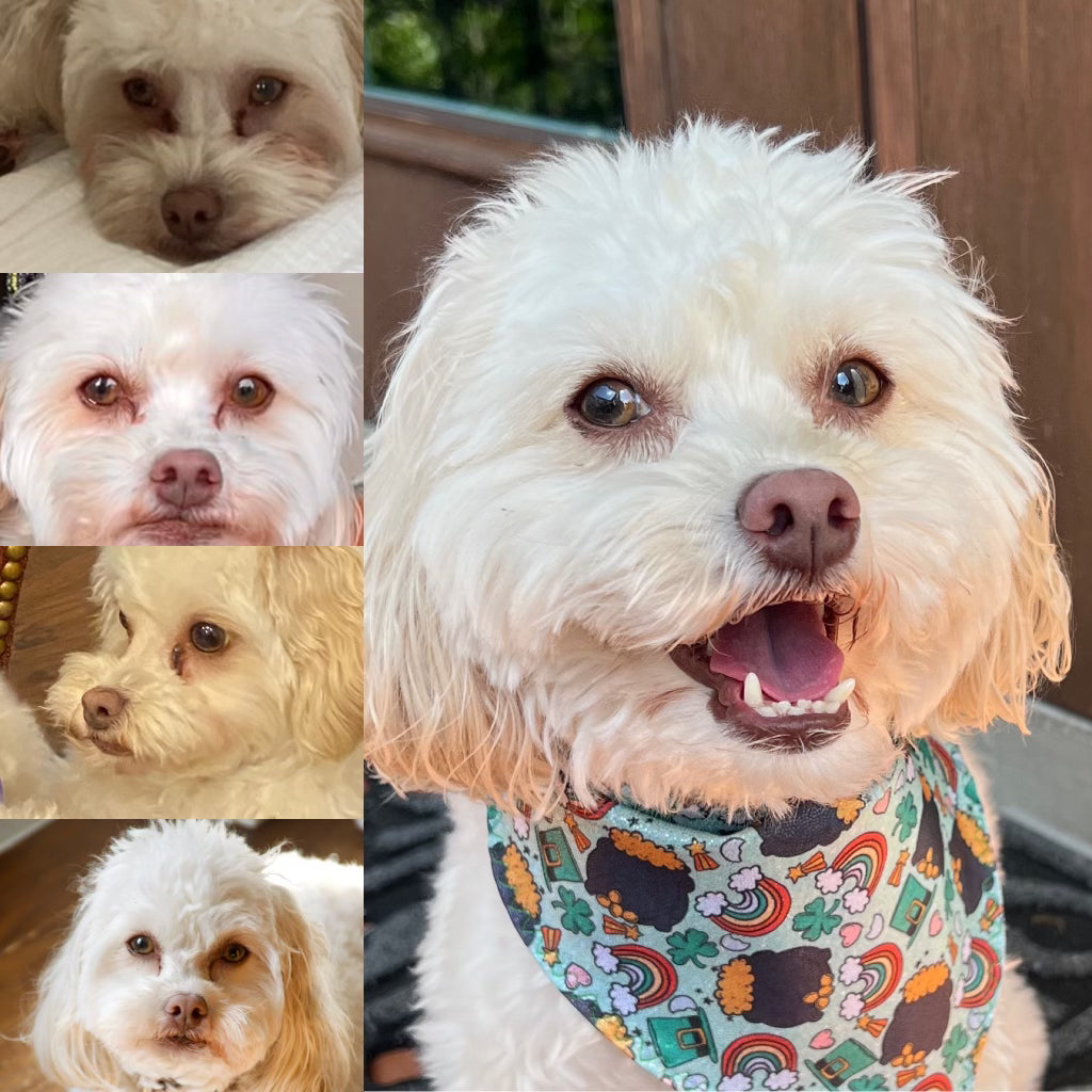 Collage of a white dog with close-up shots and a colorful bandana.