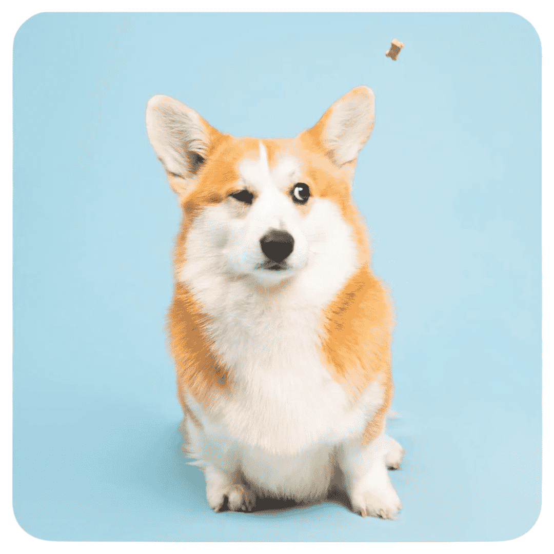 Better Biscuit - Hypoallergenic Dog Treats With Cricket Protein