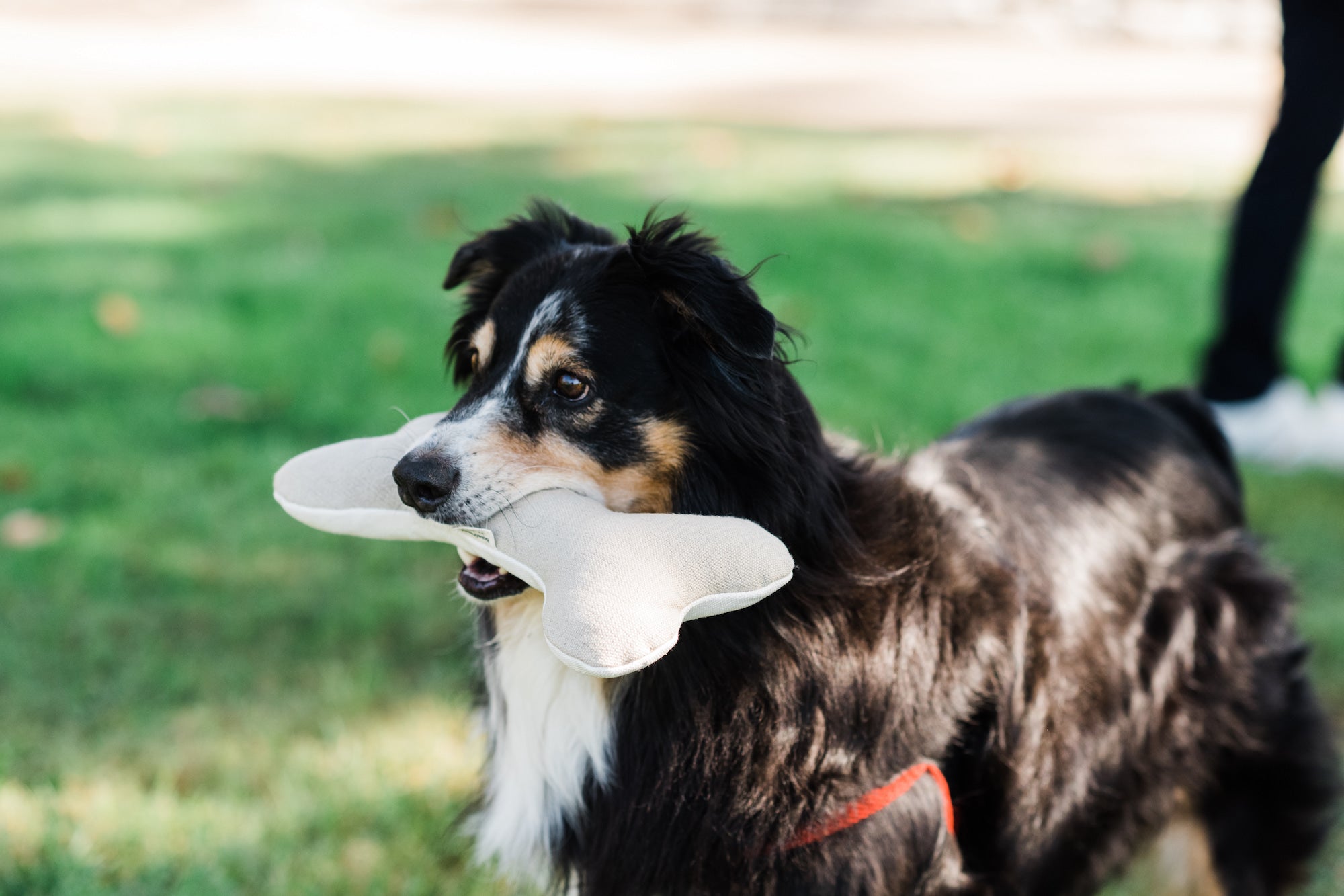 Dog playing with bone toy