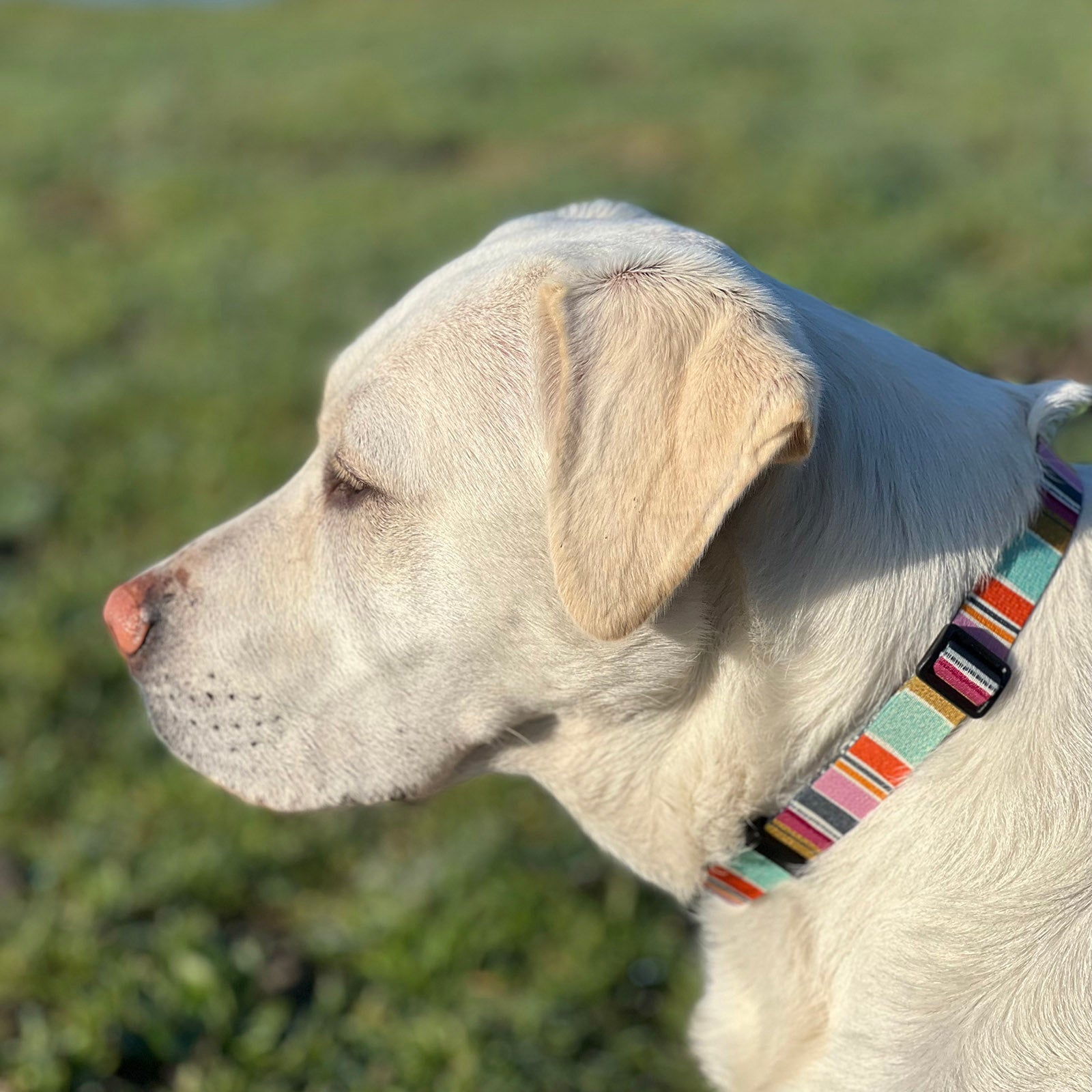 Dog wearing a colorful collar in a grassy field