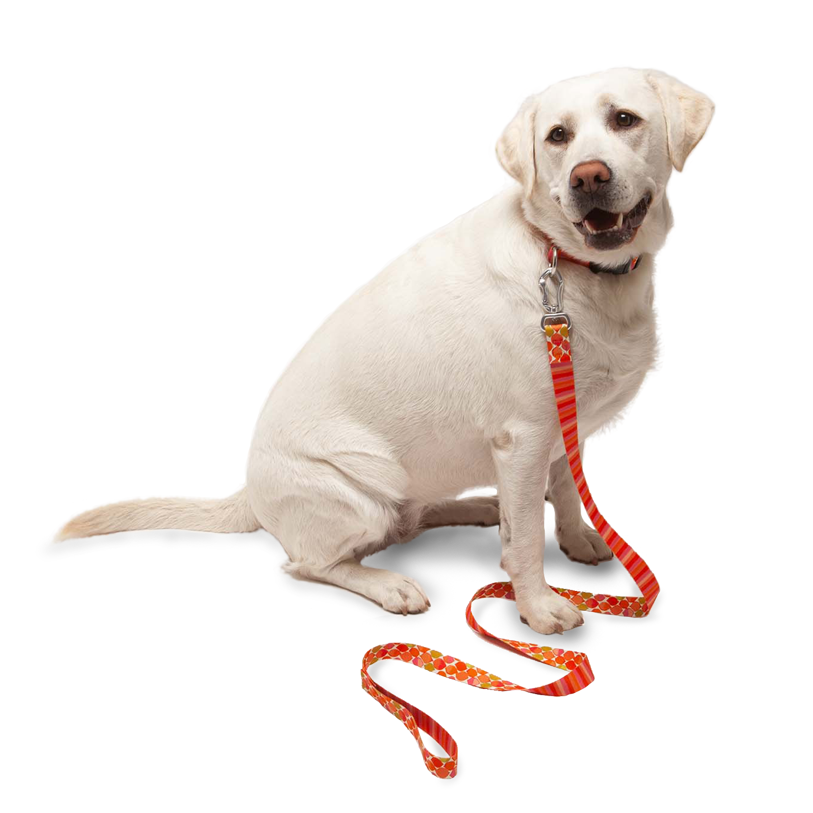White dog with a red leash on a white background