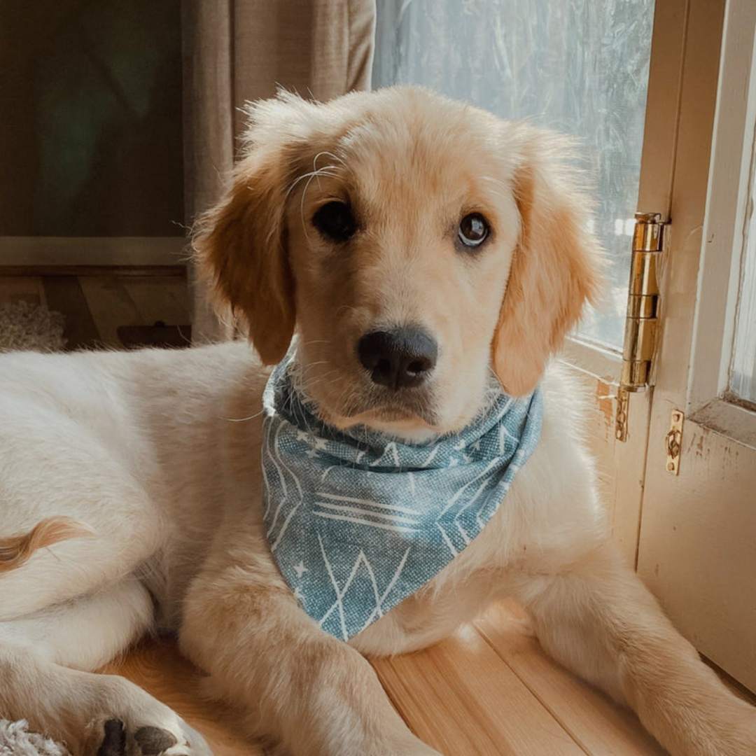 Dog wearing bandana