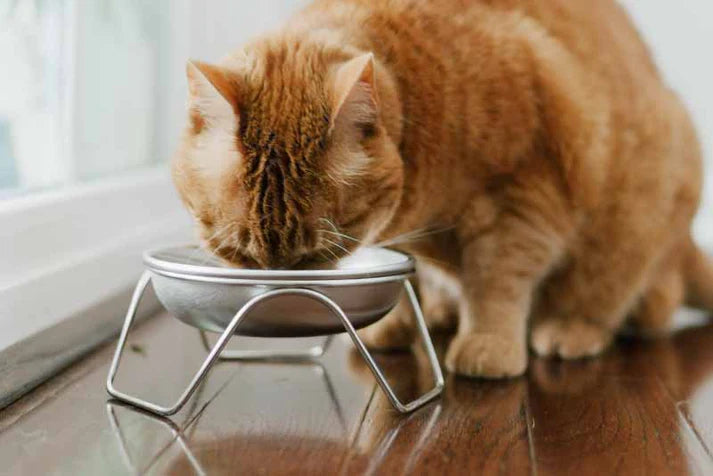 Orange cat drinking from a metal bowl with stand on a wooden floor.