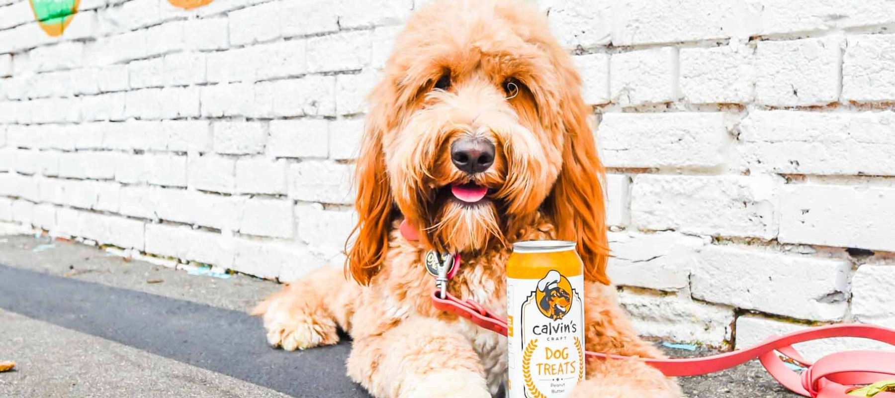 Dog on leash with Calvin Dog Treats