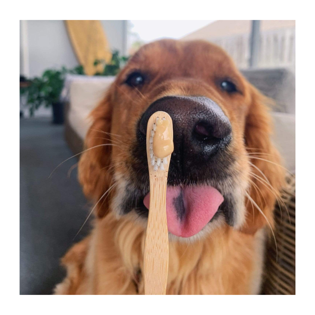 Dog and a wooden toothbrush with a blurred indoor background