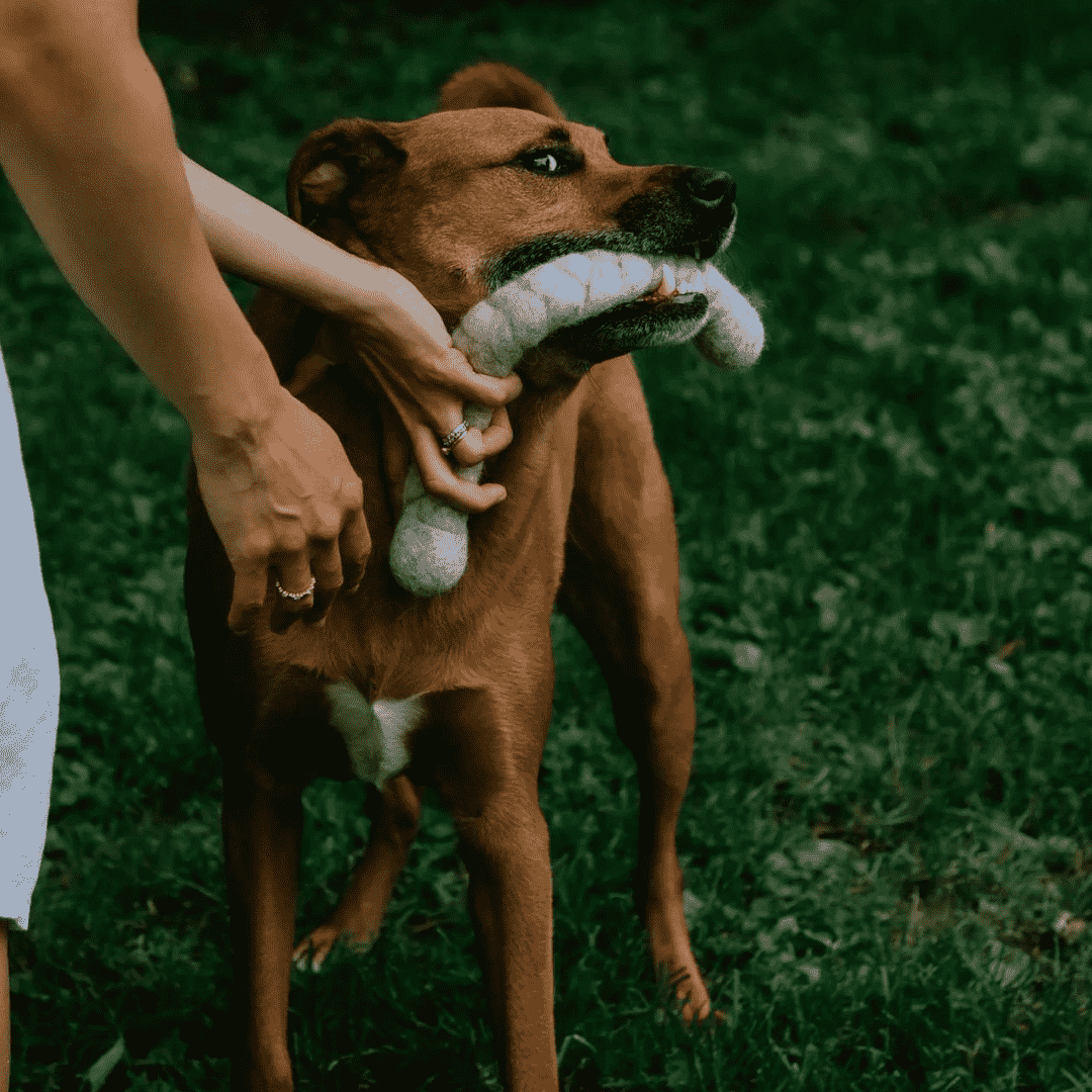 LooHoo Wool Tug Toy for Dogs | USA Farmed & Made