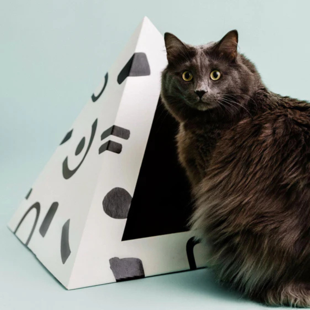 Cat sitting next to a geometric cat bed on a light blue background