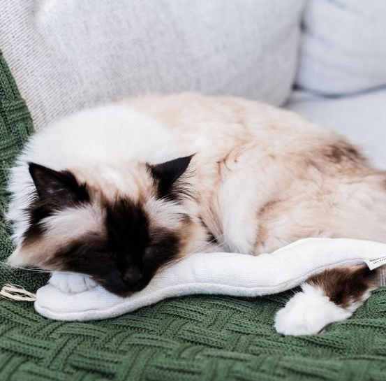 Cat playing with Snake Toy
