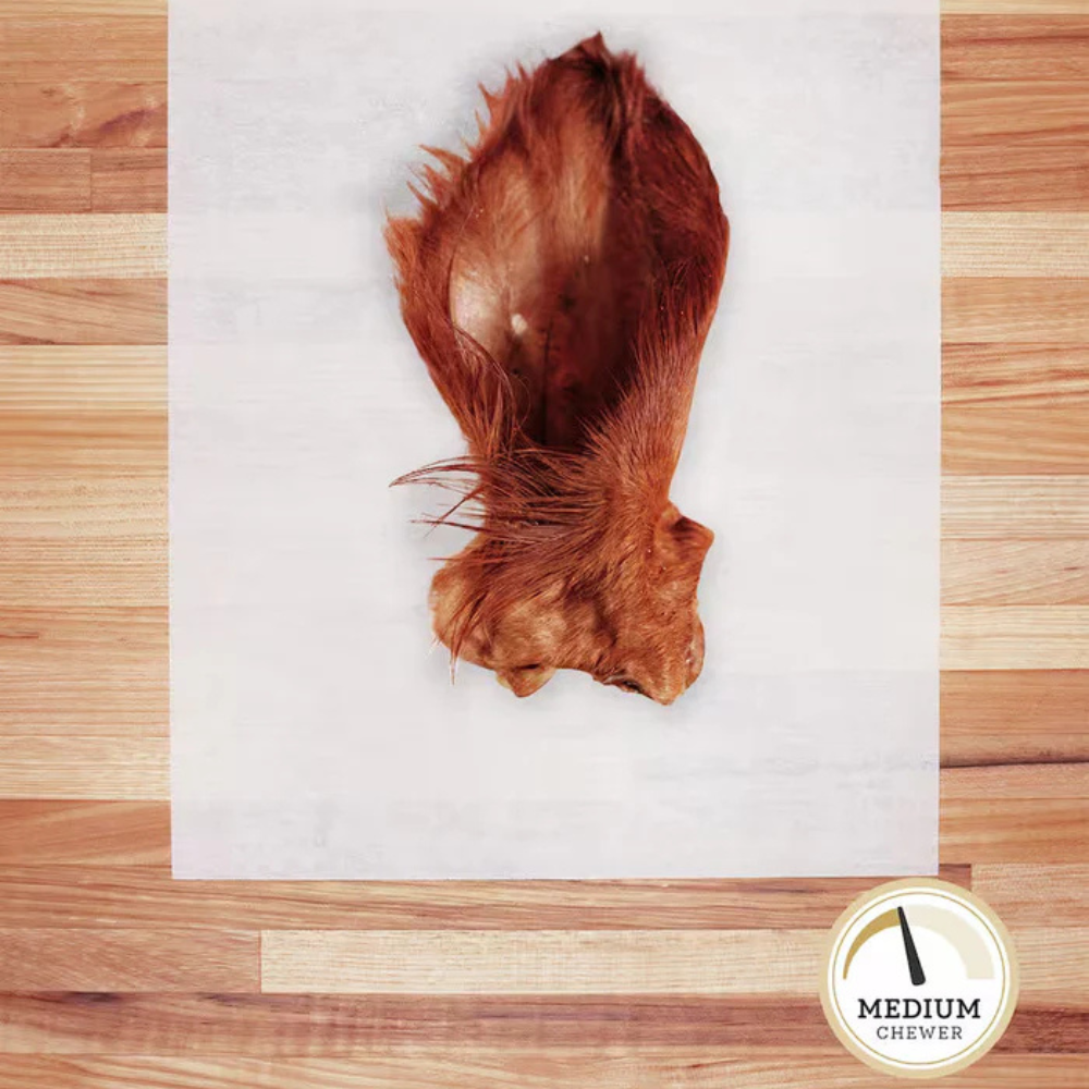 Dehydrated red-brown hairy beef ear on a white background with a wooden floor border