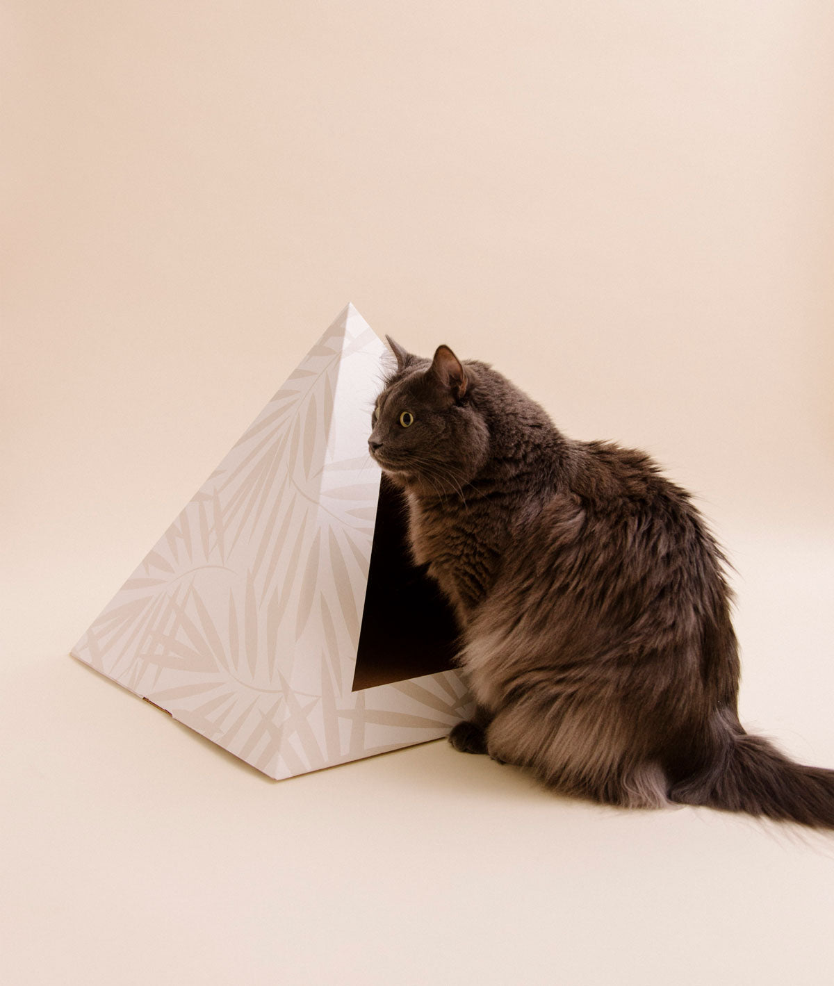 Cat interacting with a geometric cat bed on a beige background