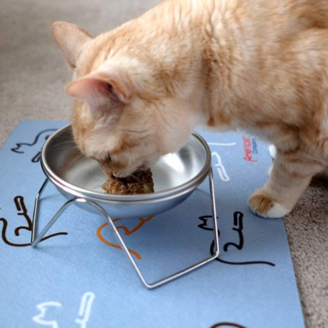 Cat Eating from Made in Usa Cat Bowl