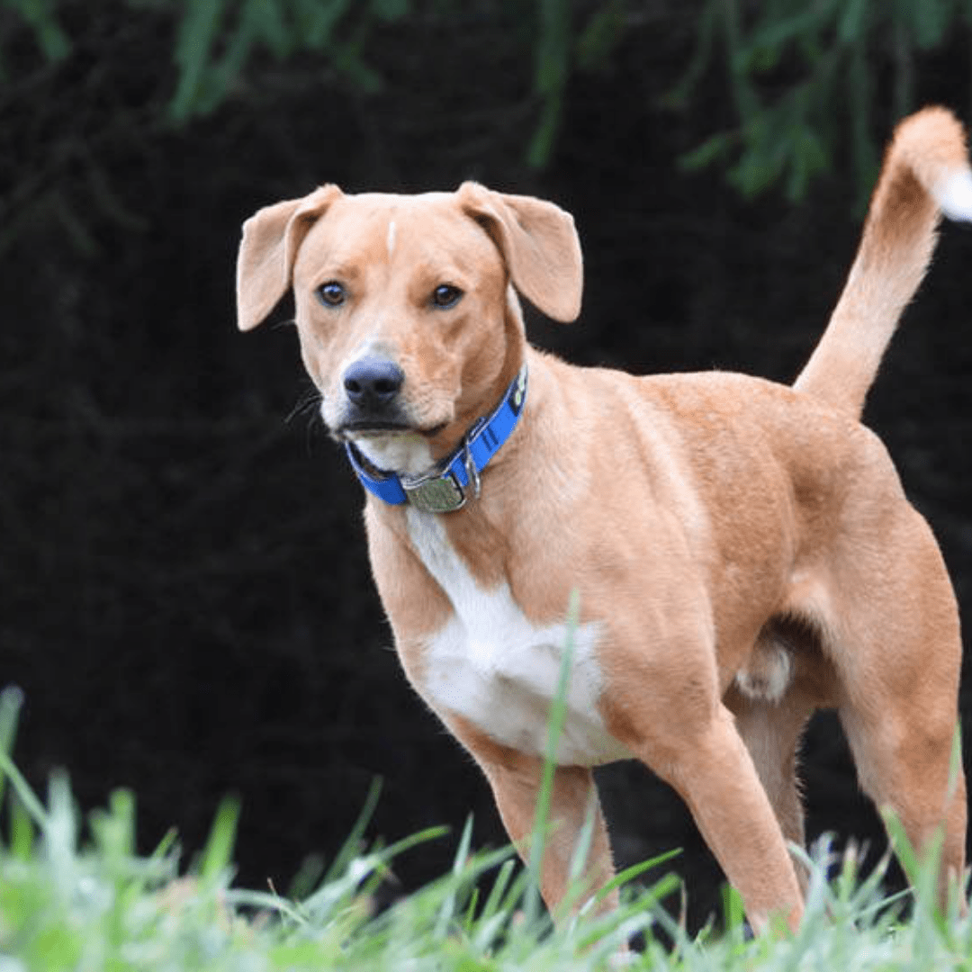 Max Reflective Upcycled Dog Collar - Blue on dog